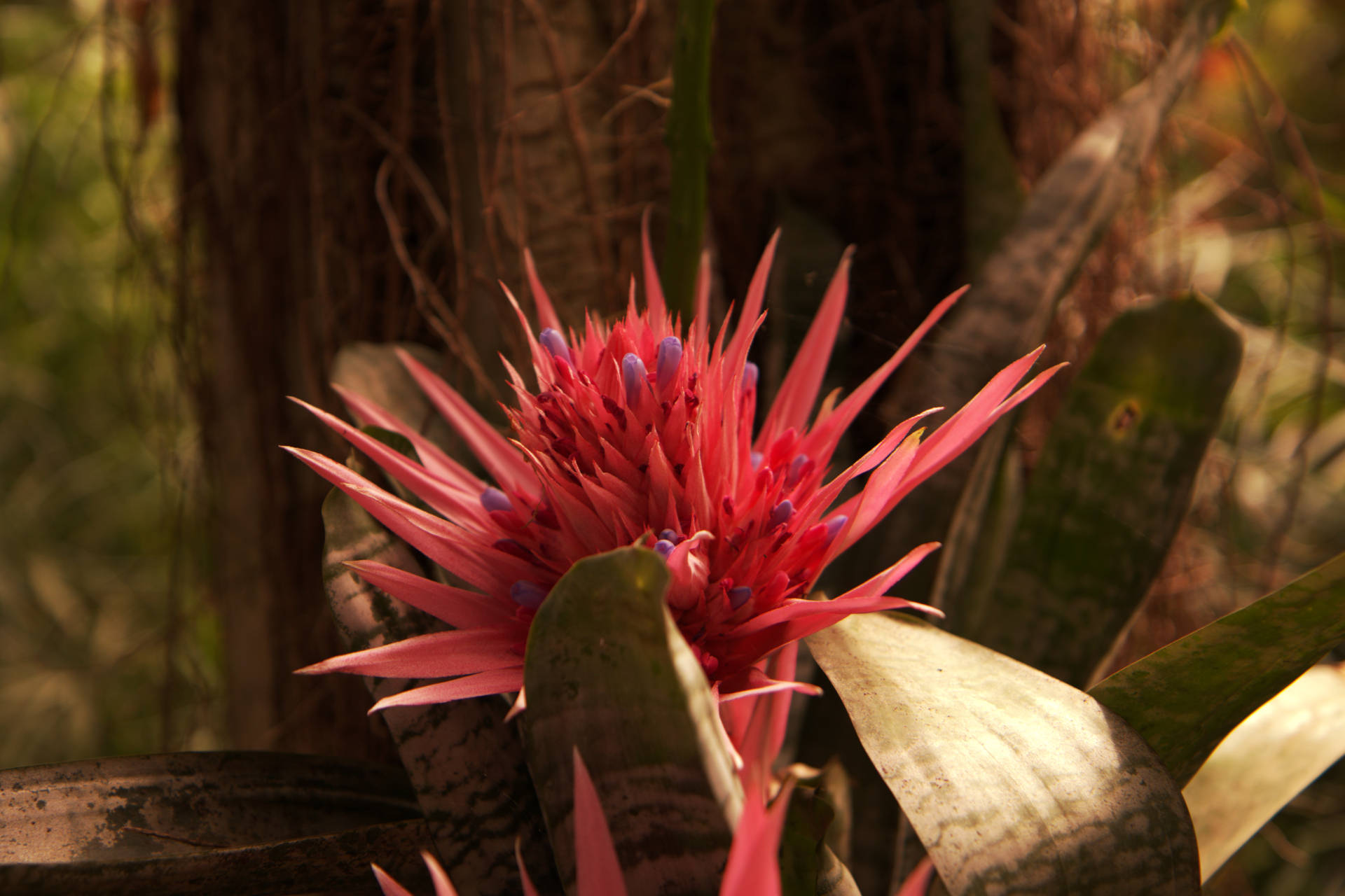 Flora dell'Oasi di Sant'Alessio #4