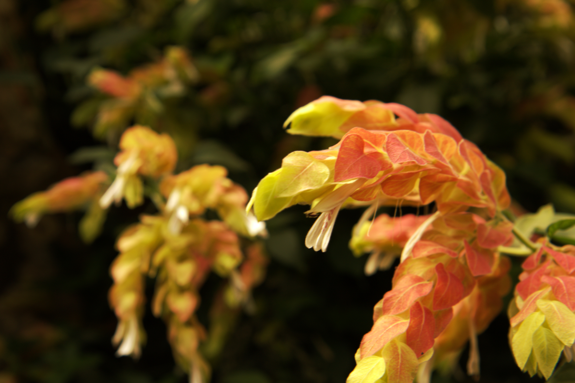 Flora dell'Oasi di Sant'Alessio #5