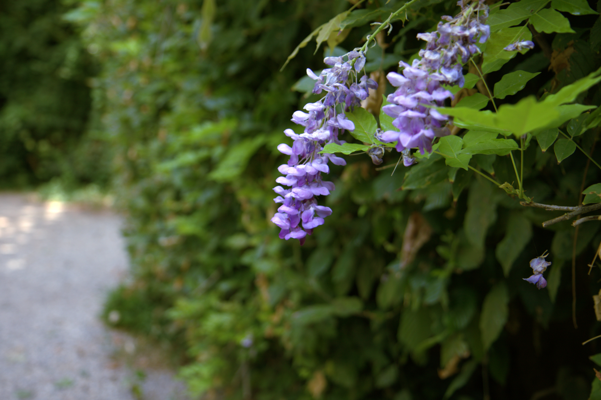 Flora dell'Oasi di Sant'Alessio #6
