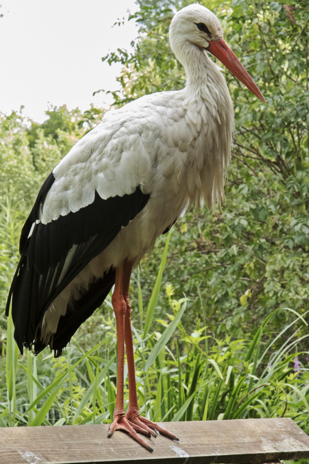 Fauna dell'Oasi di Sant'Alessio #1