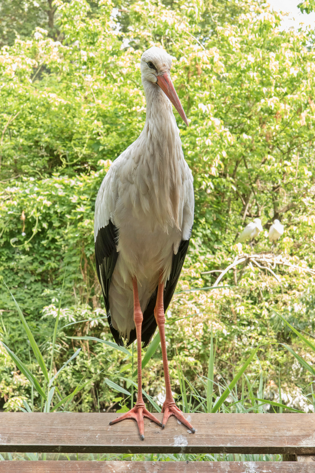 Fauna dell'Oasi di Sant'Alessio #2