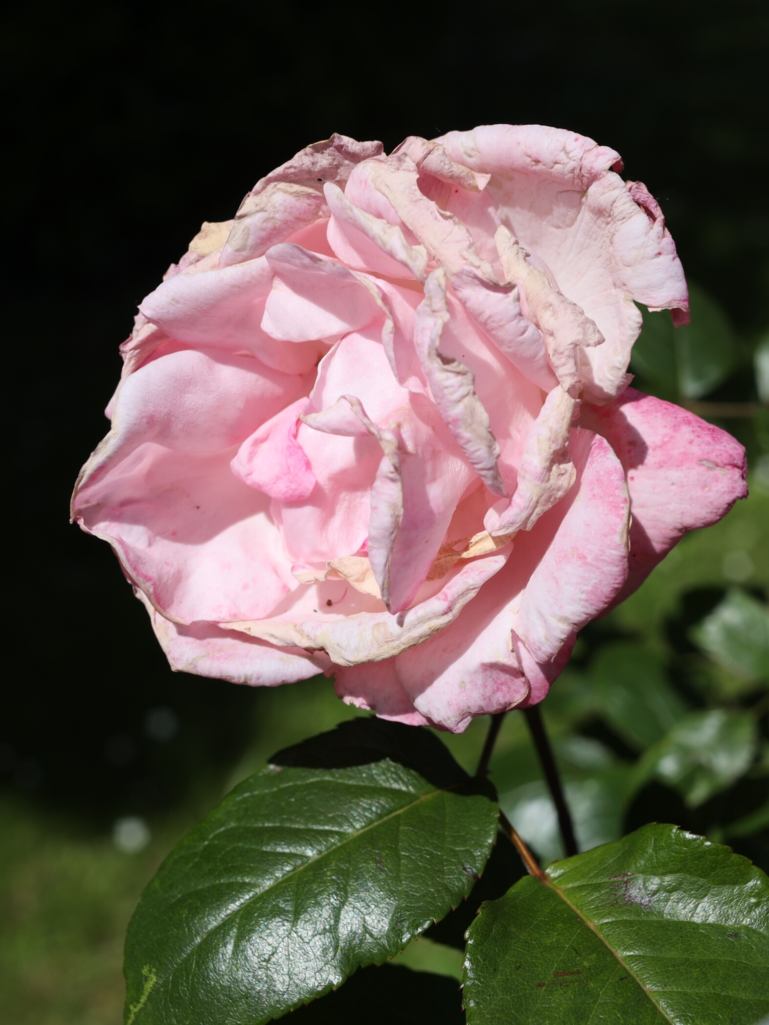 Sic transit gloria mundi