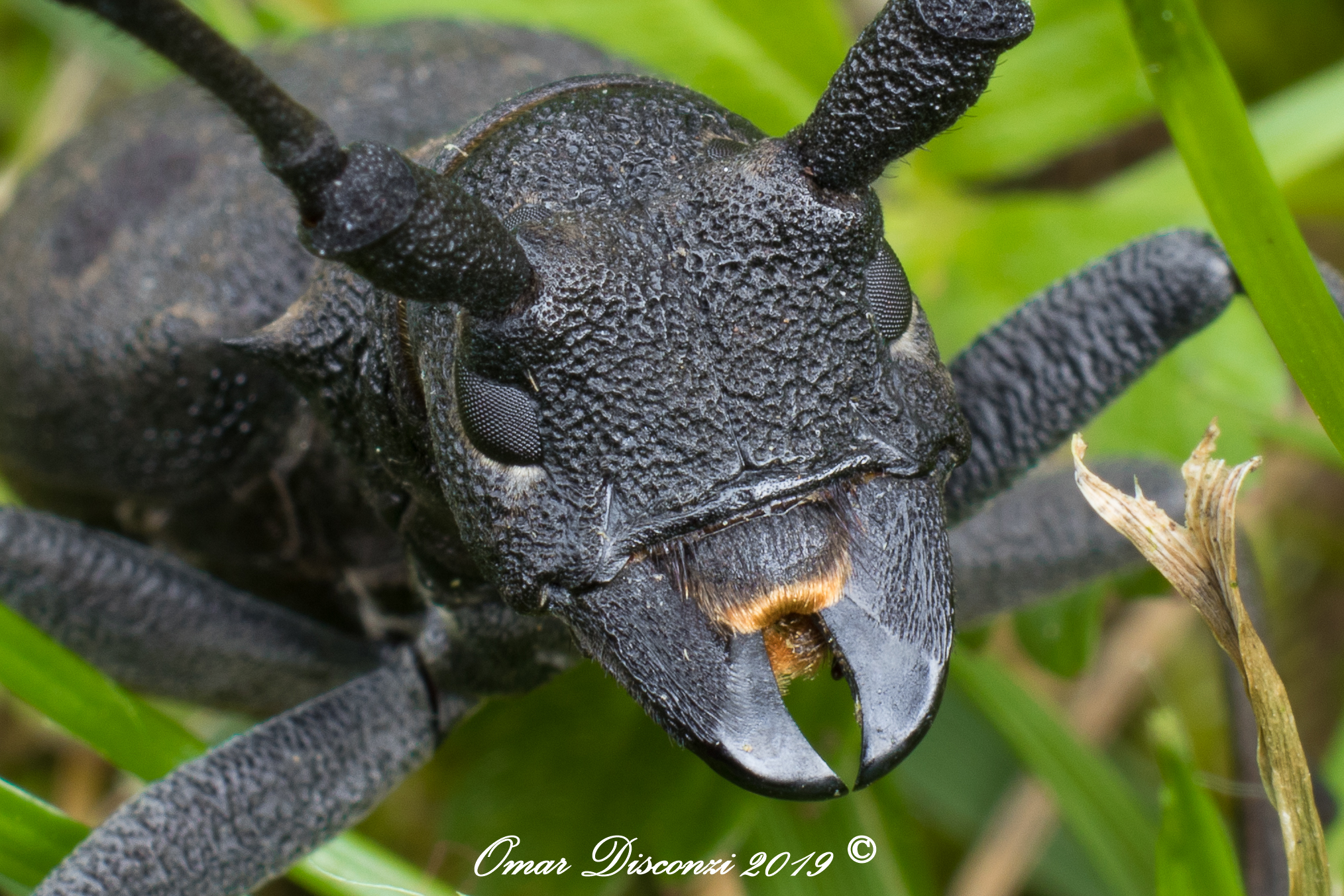 Scutellated Stictoleptura