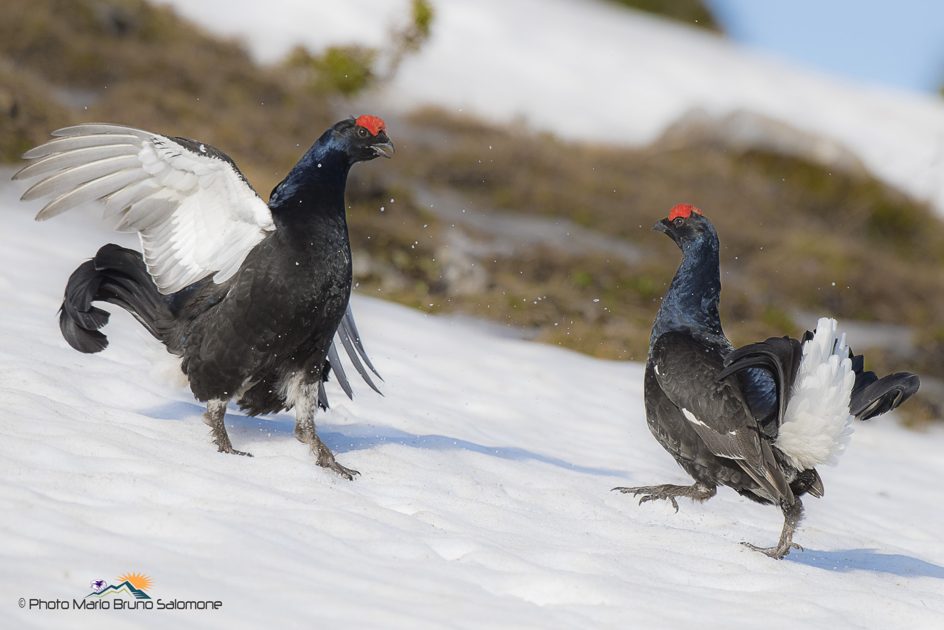 Accesi confronti. Galli Forcelli in arena