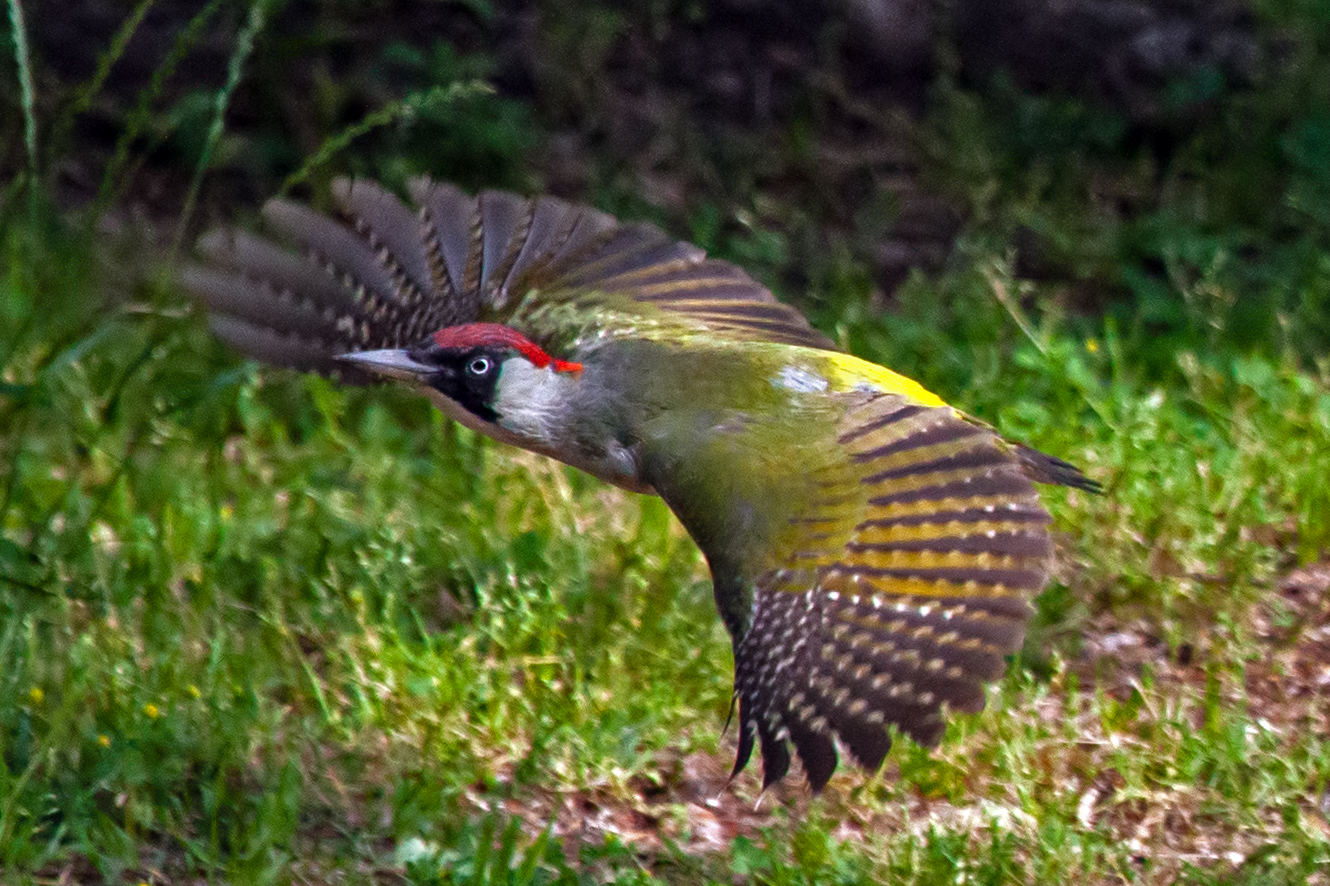 picchio verde