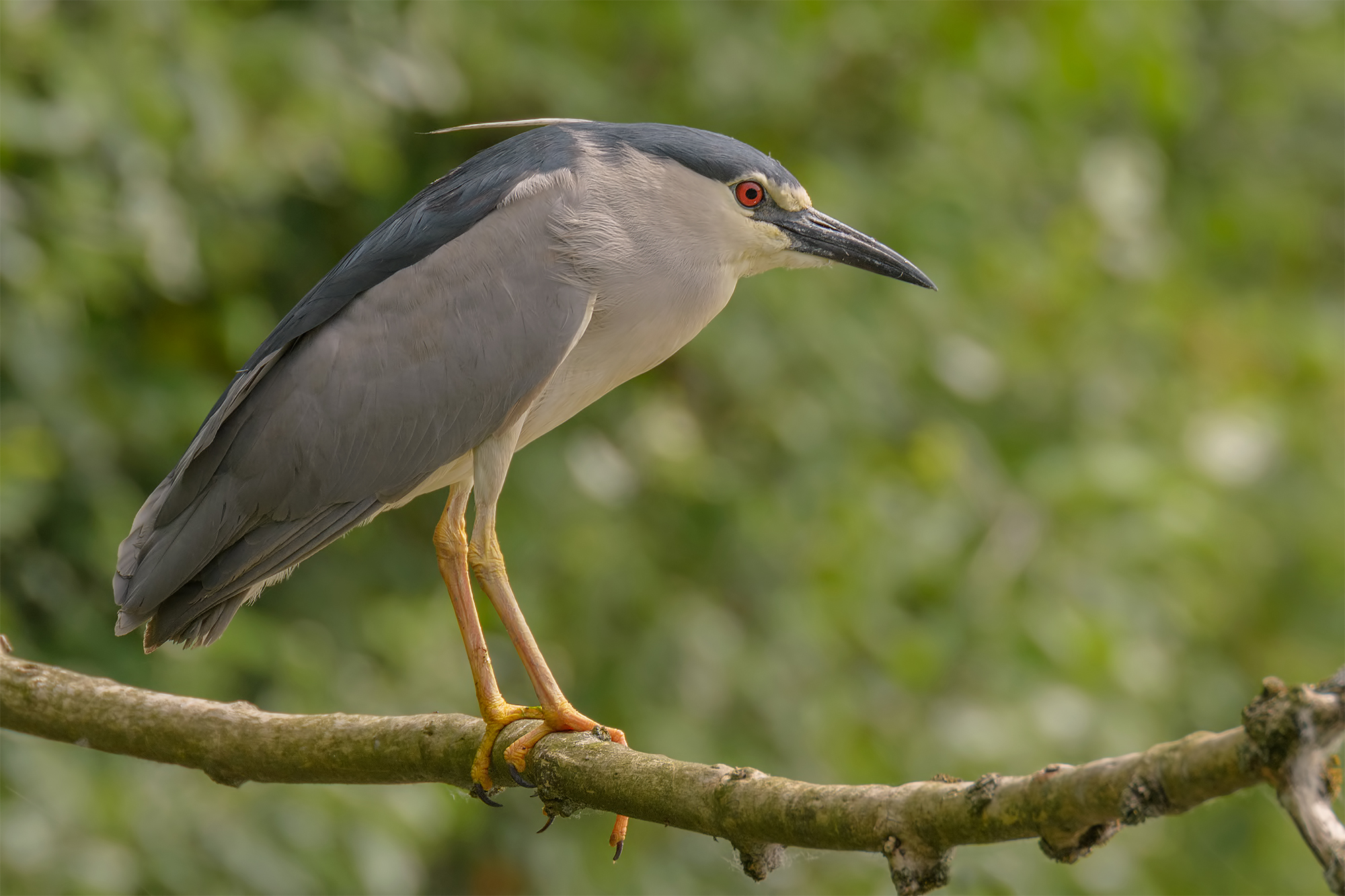 Nitticora - Oasi Lago di Porta.