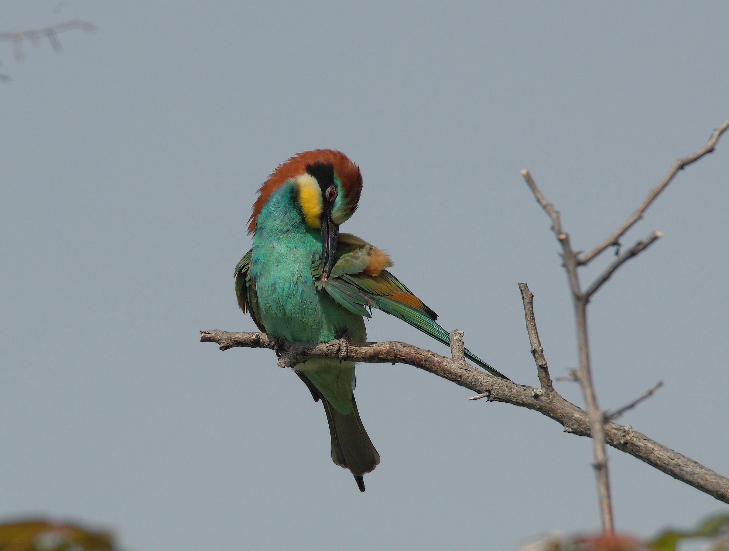 Bee-eater