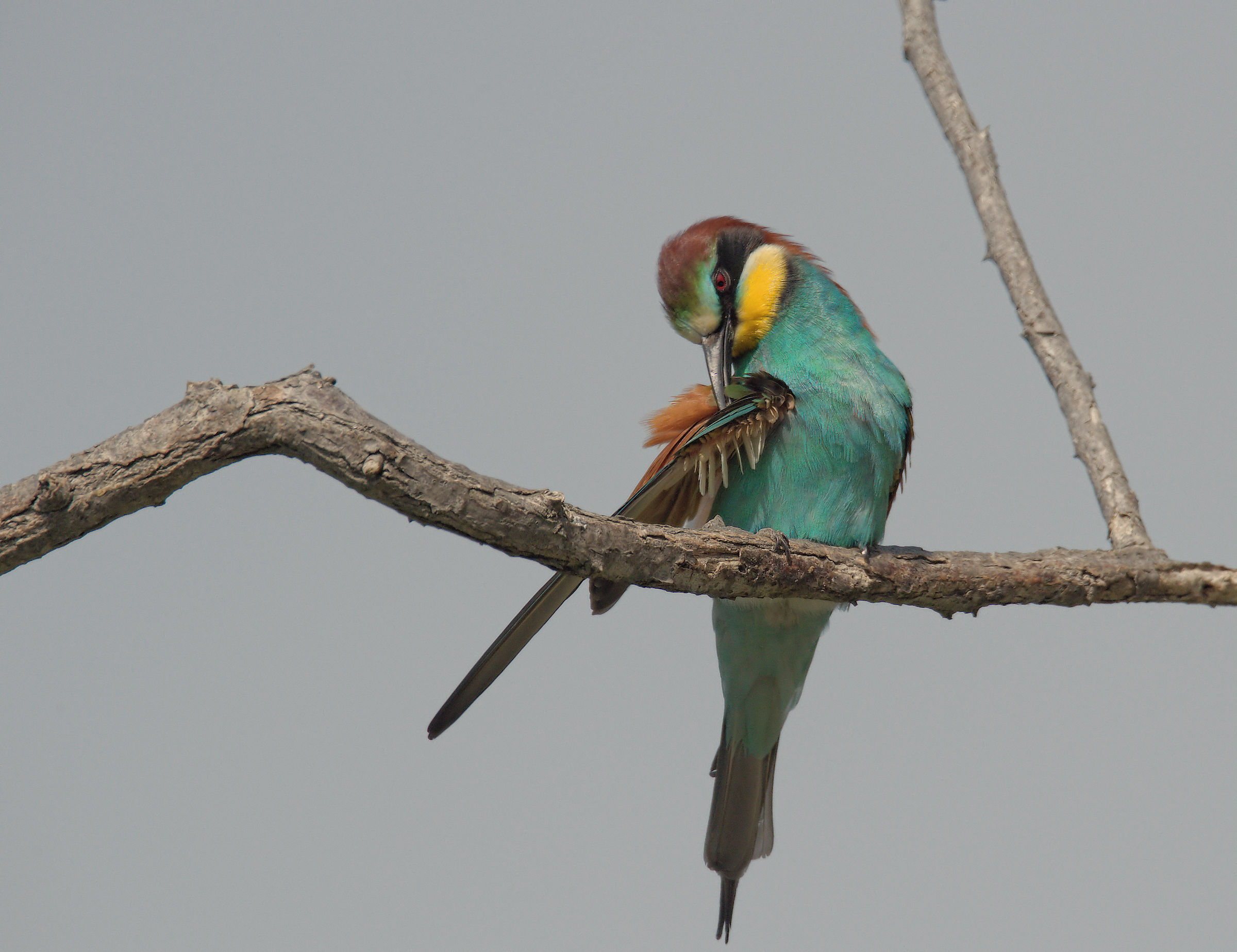 Bee-eater