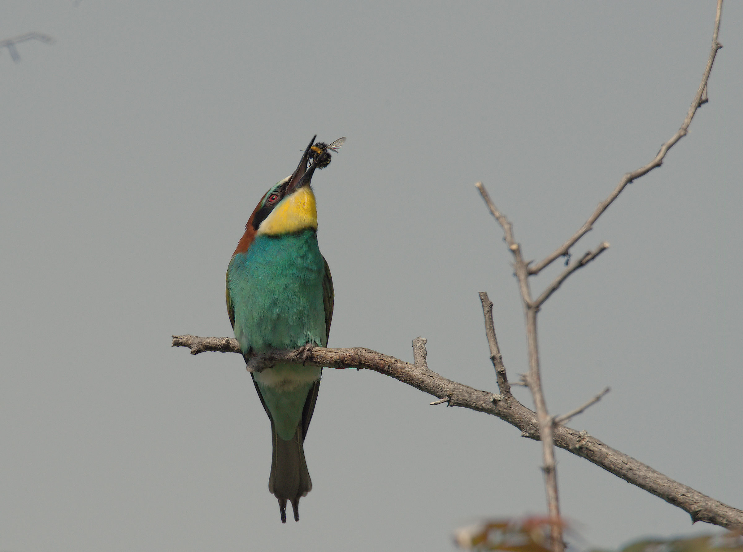 Bee-eater