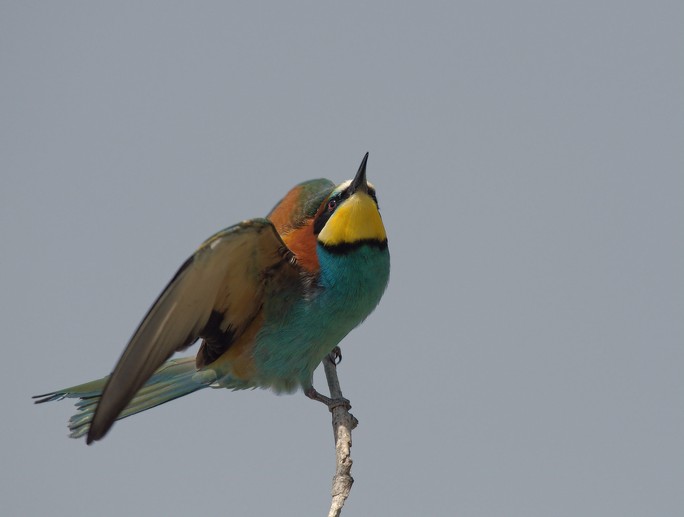 Bee-eater