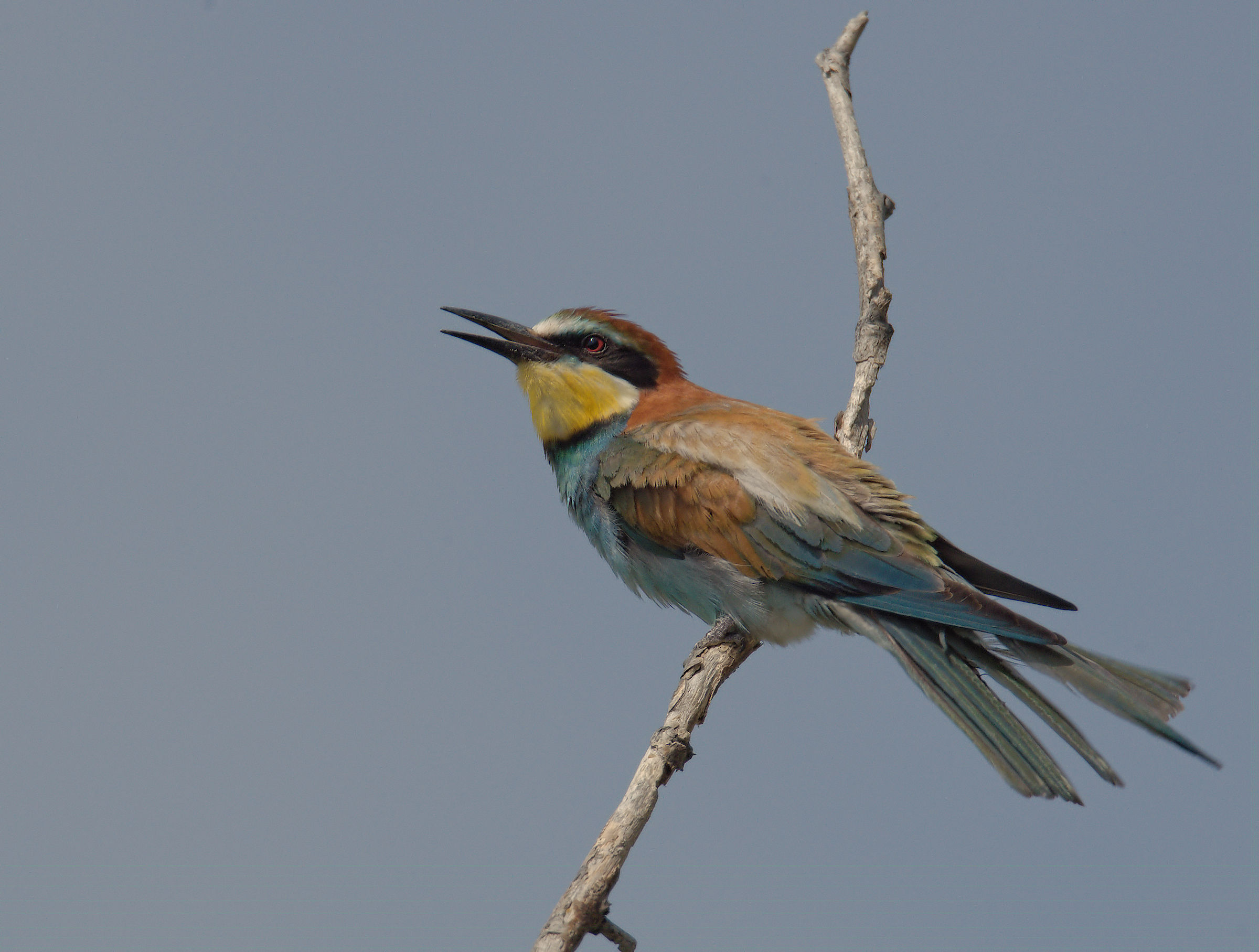Bee-eater