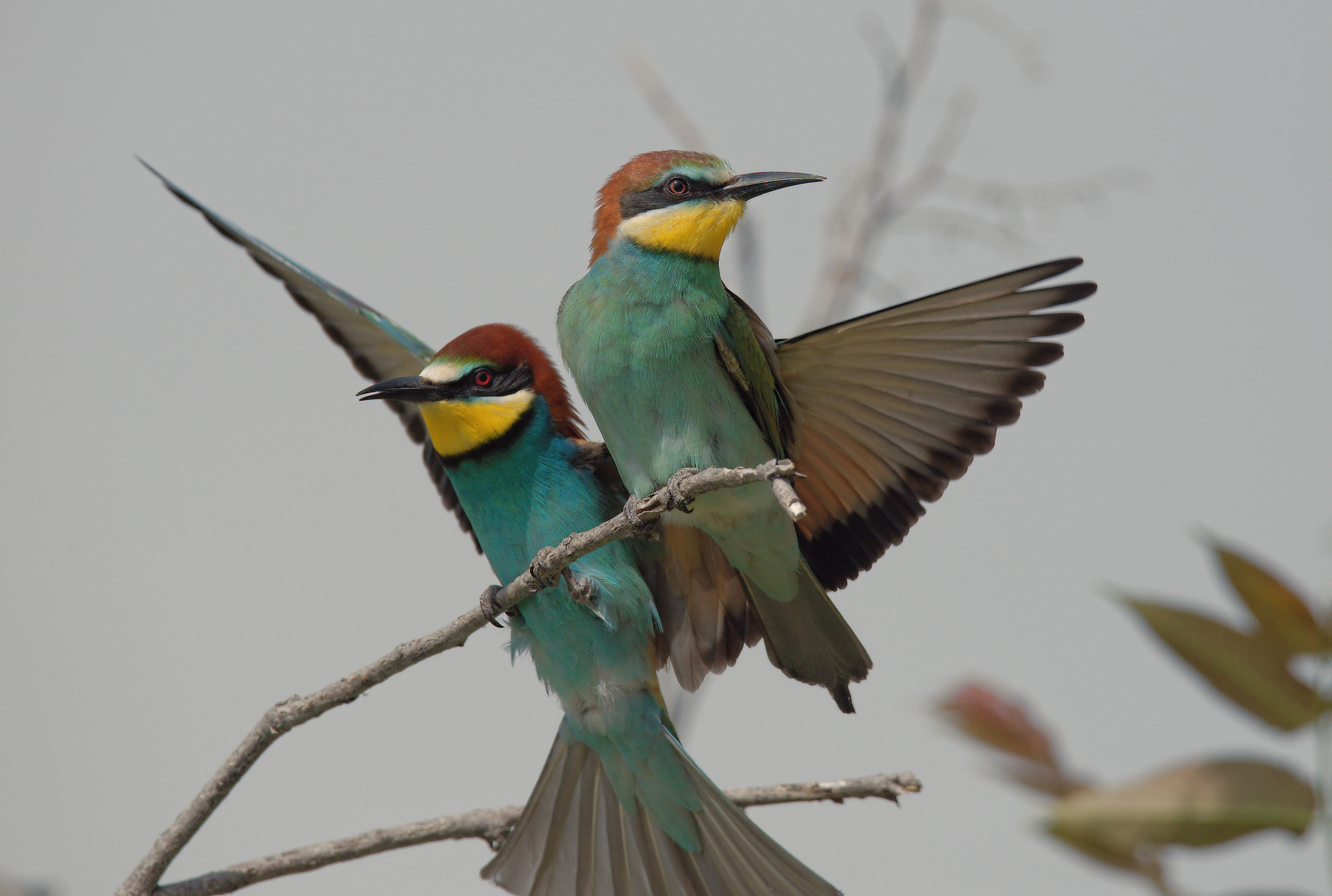 Bee-eater