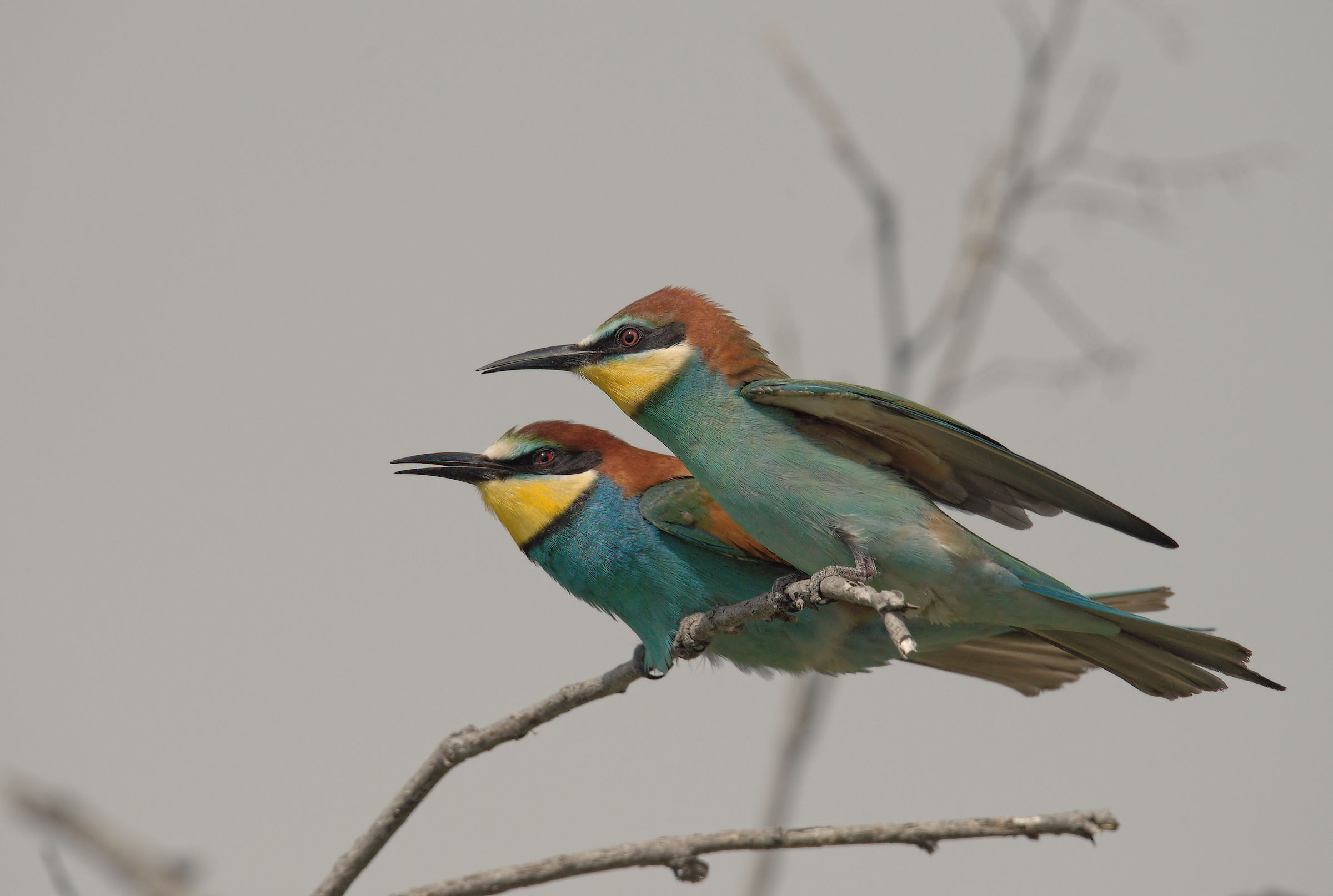 Bee-eater