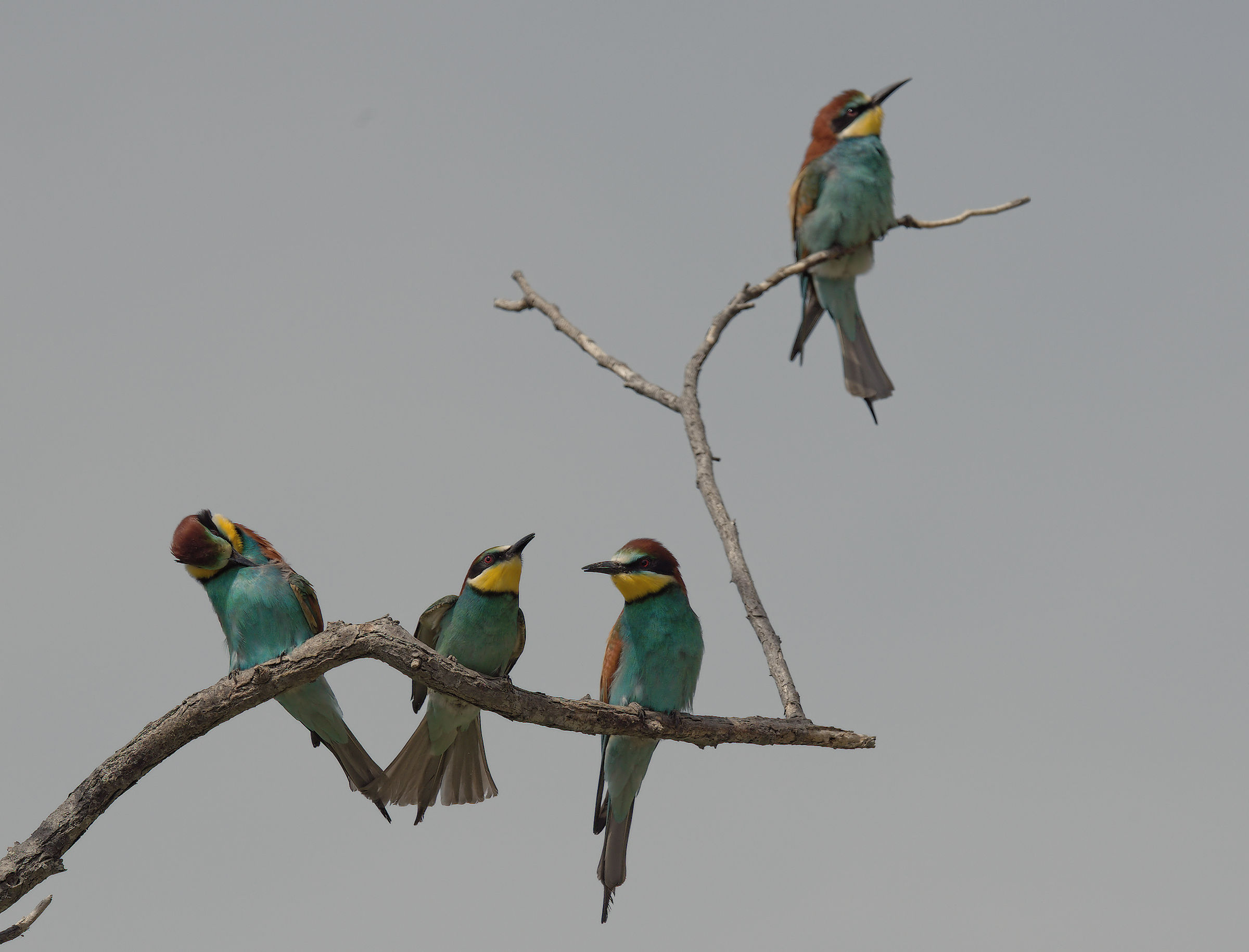 Bee-eater