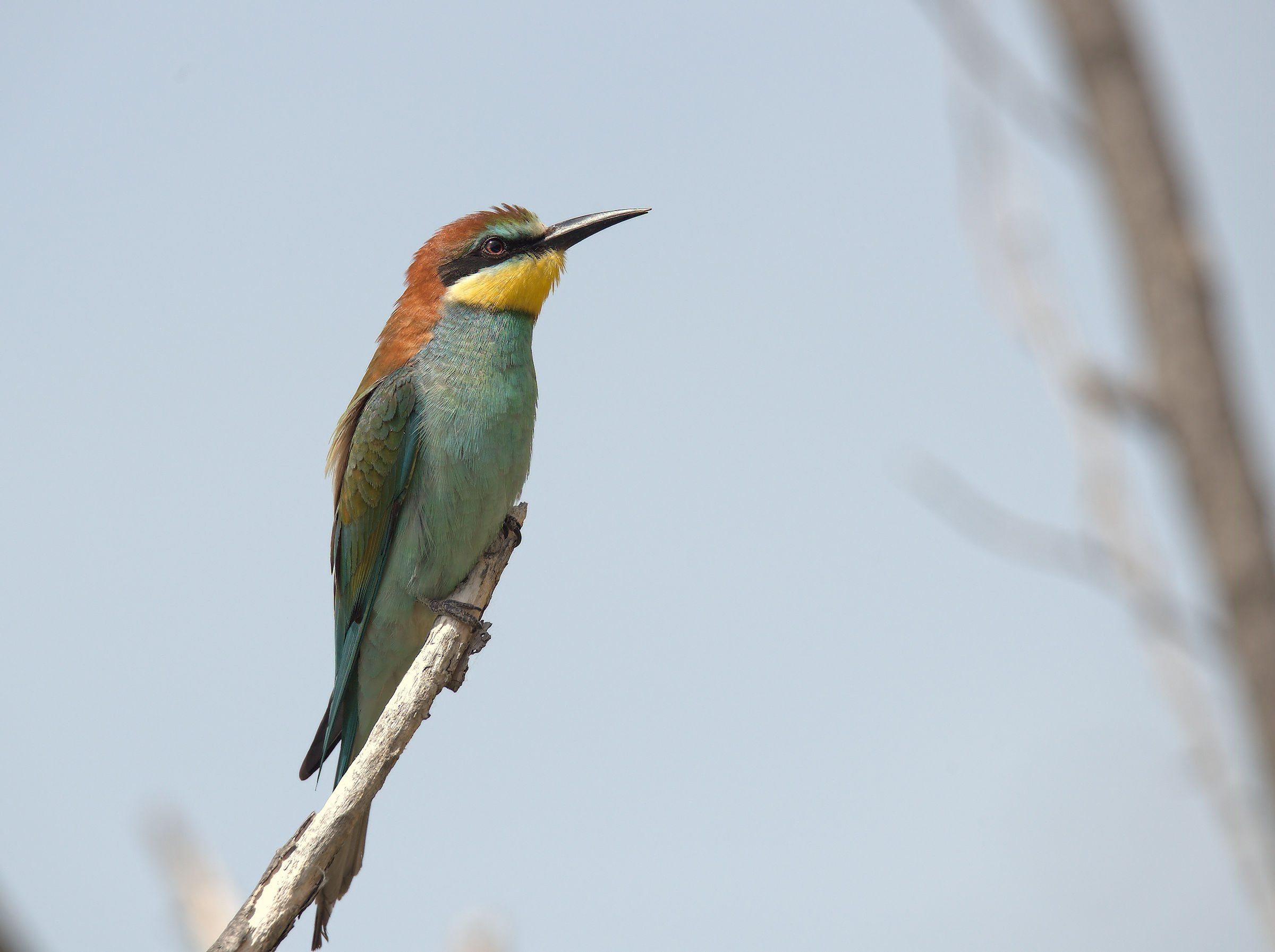 Bee-eater