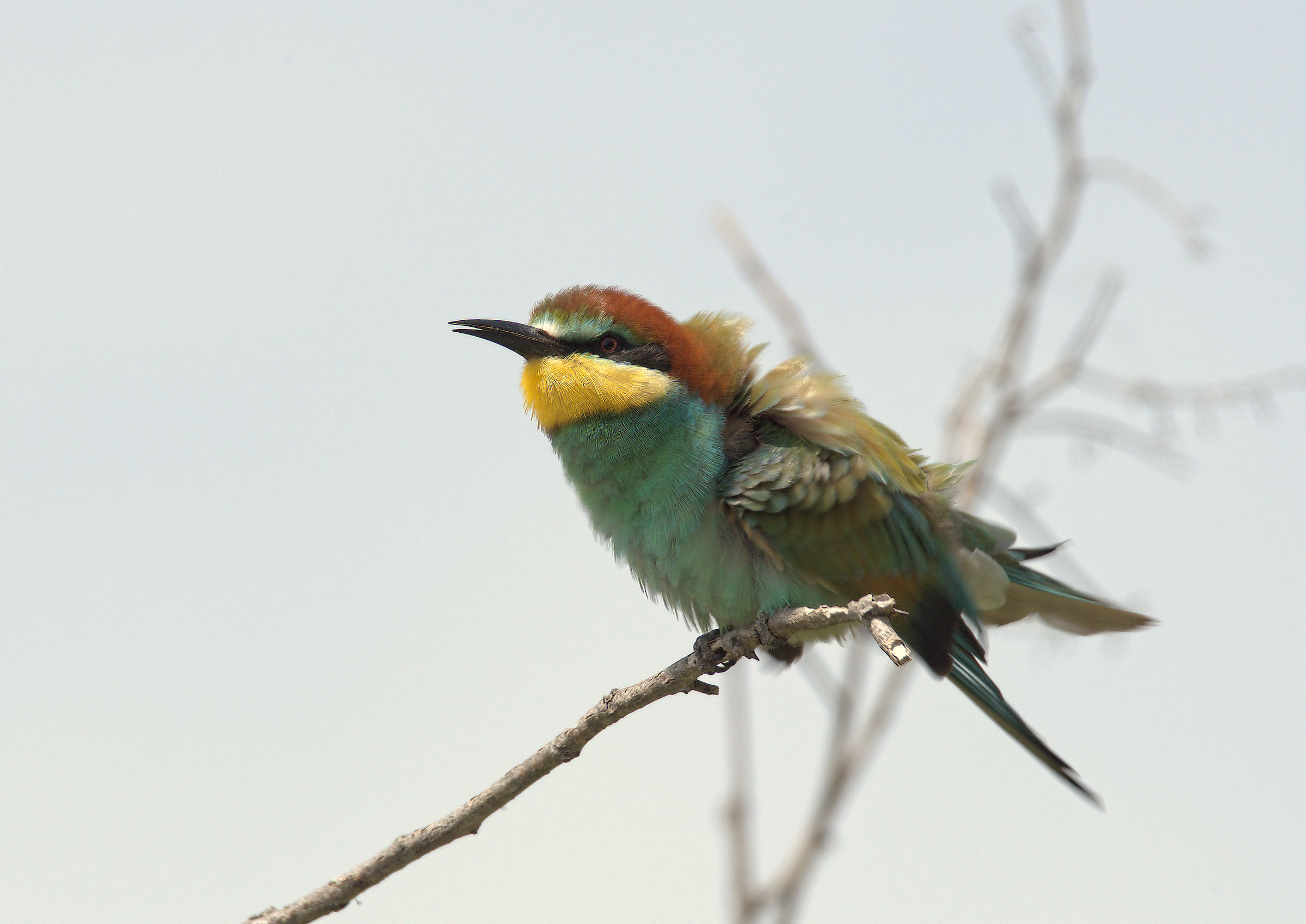 Bee-eater
