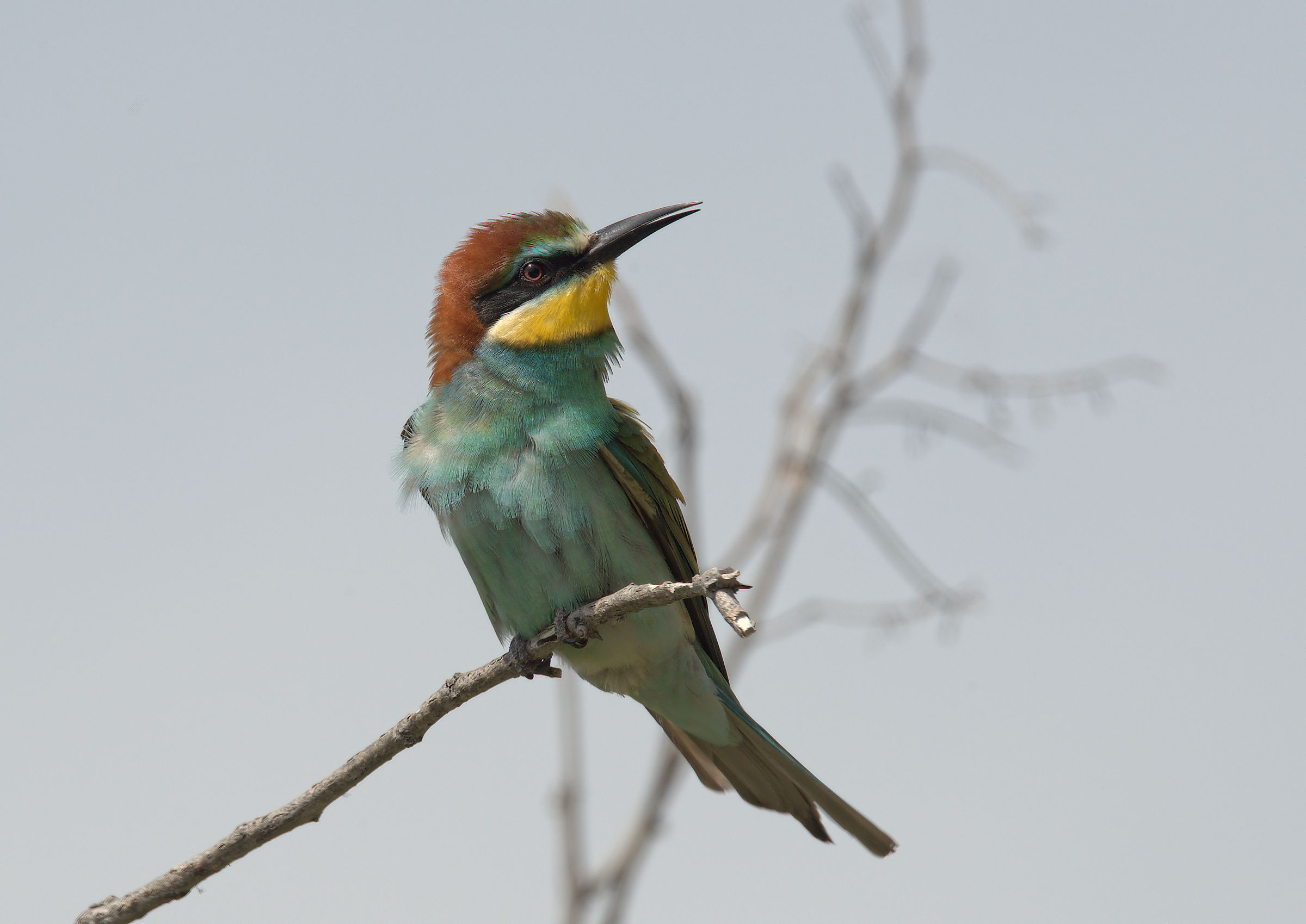 Bee-eater
