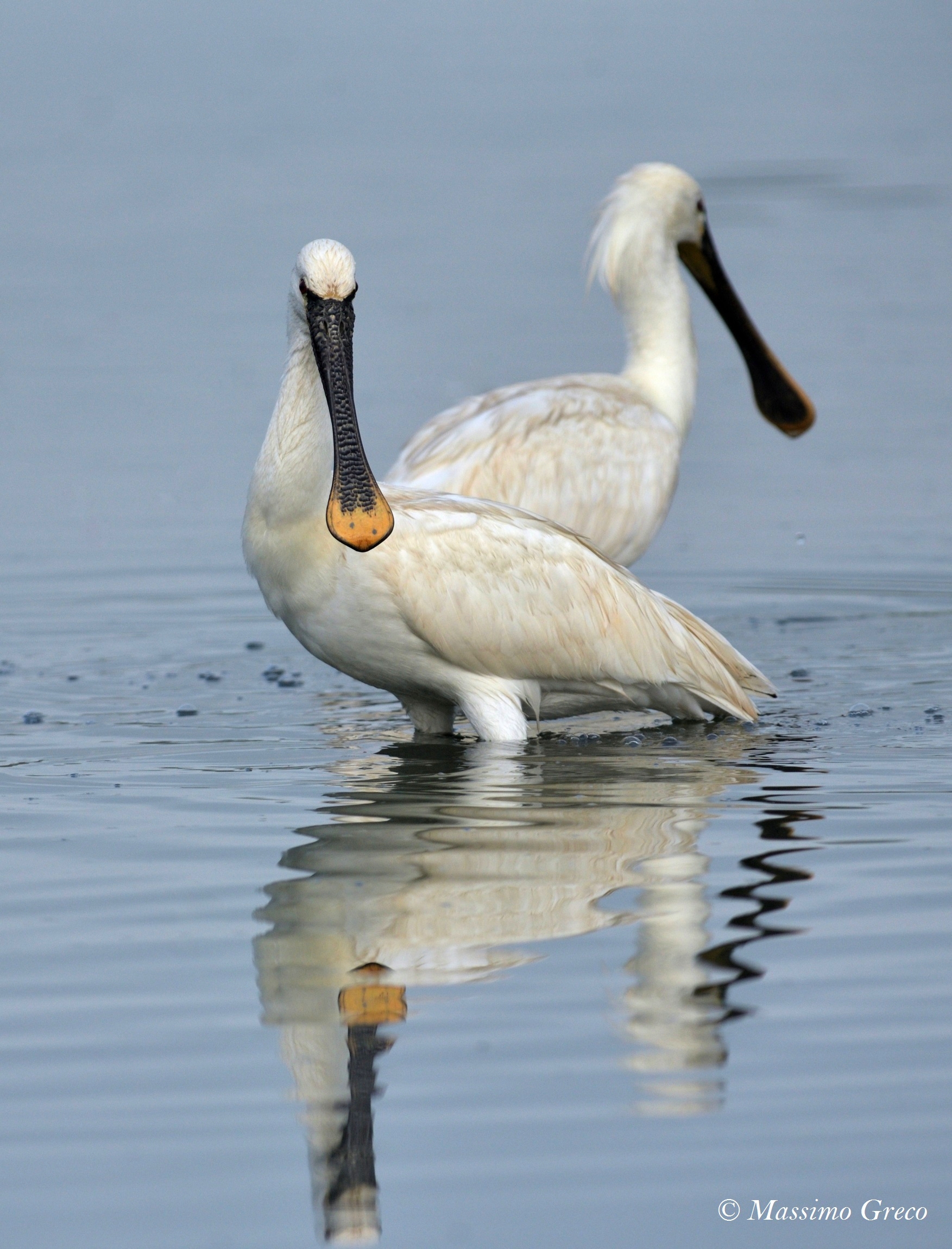 Spatola bianca (Platalea leucorodia)