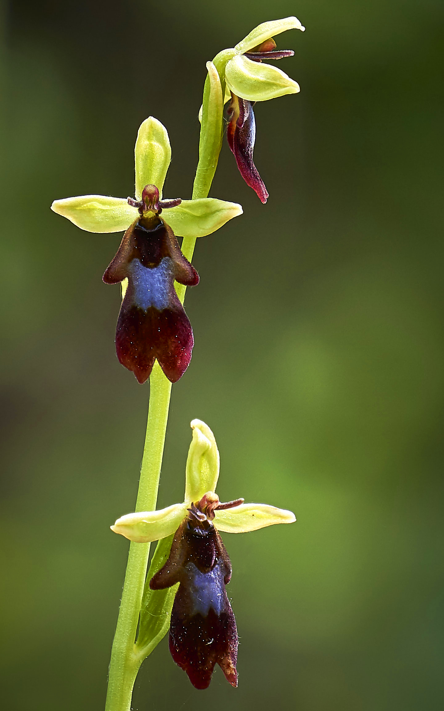 Ophrys Insectifera (l'orchidea angioletto)