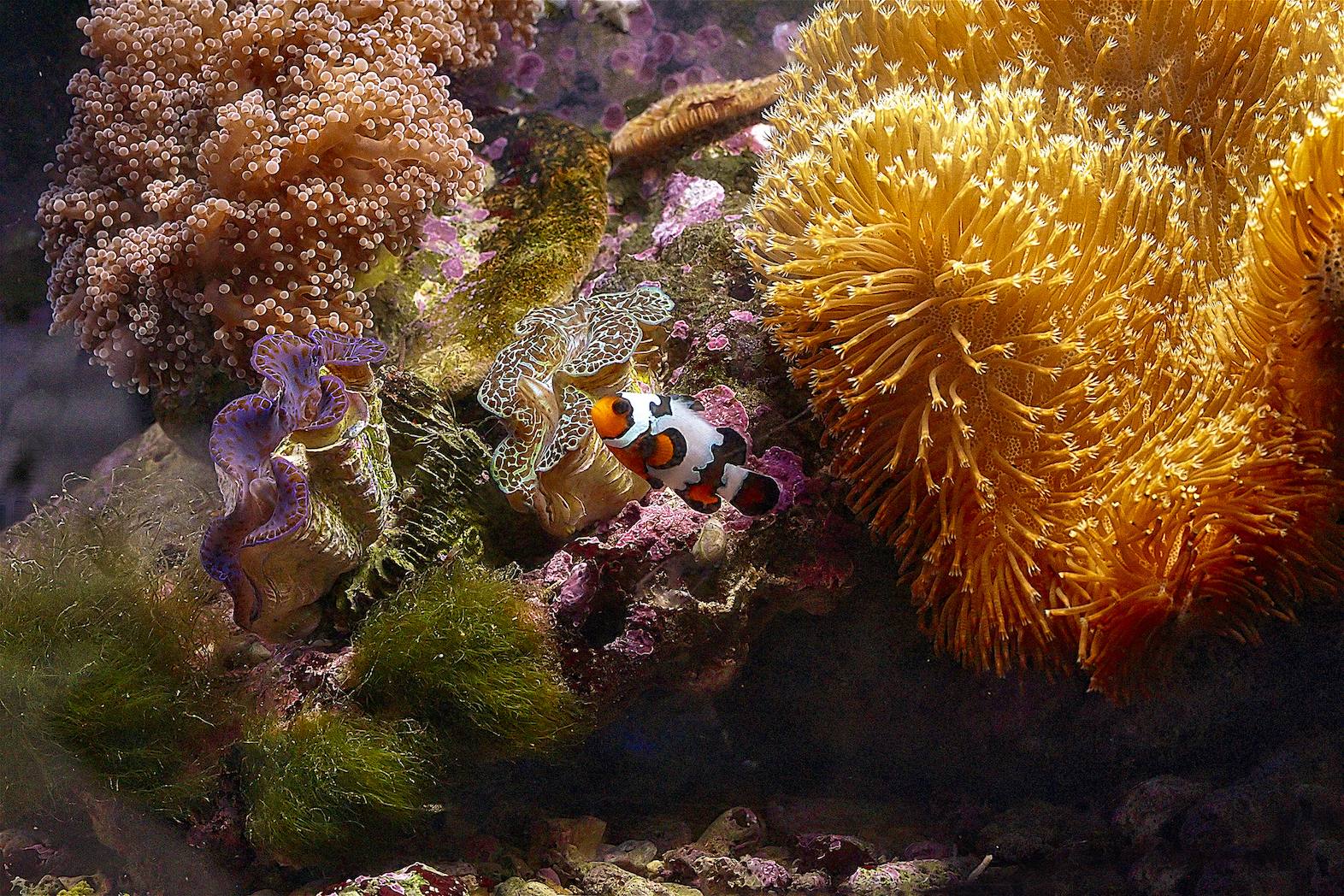 The underwater World in... Home