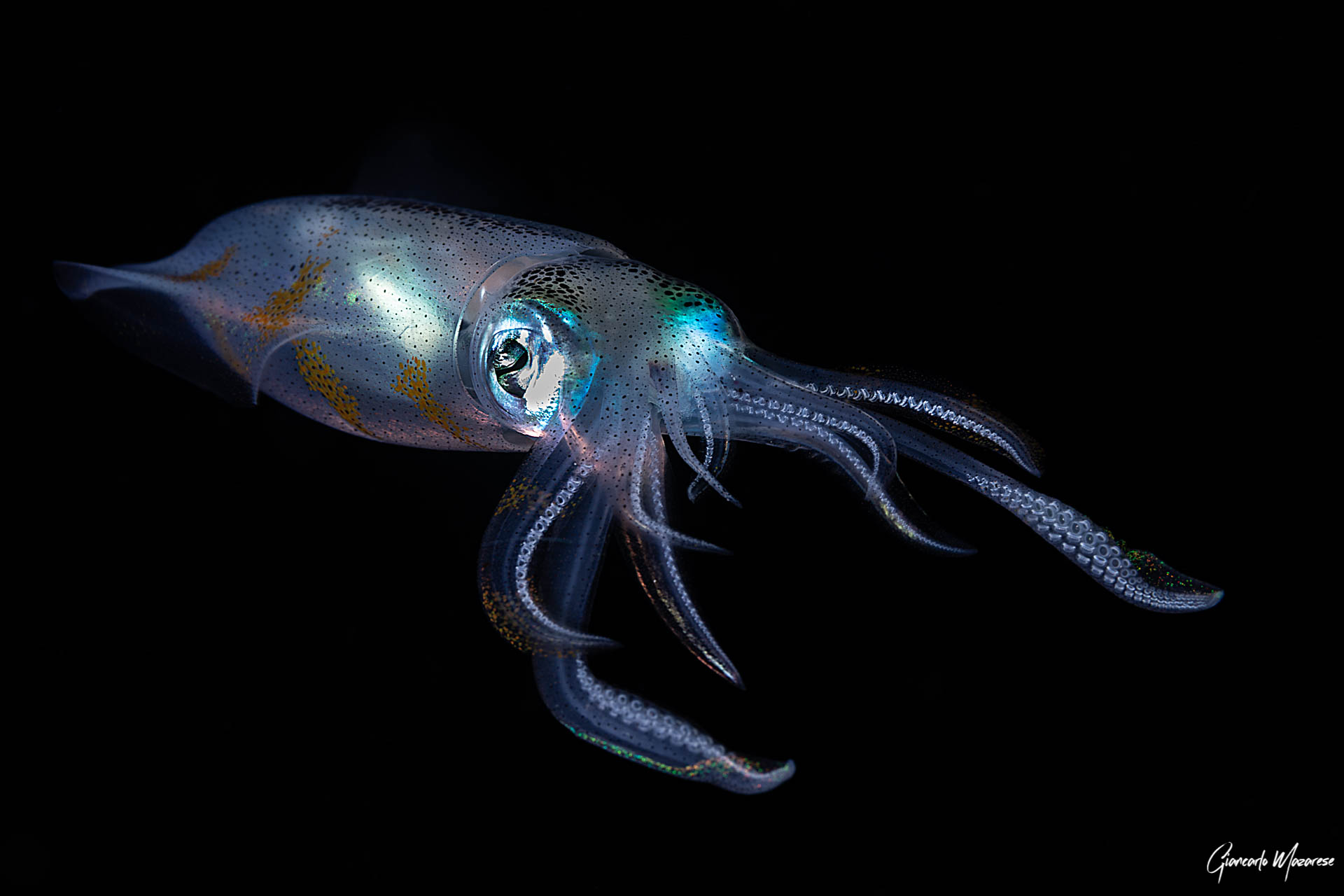 Interstellar squid
