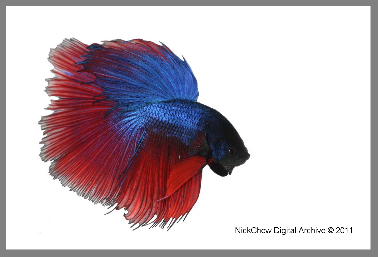 Red Blue betta