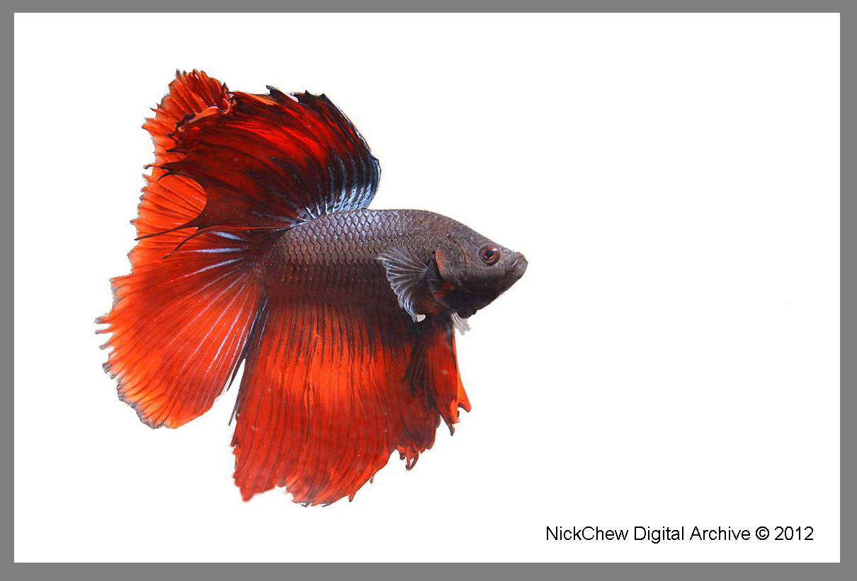 Red betta