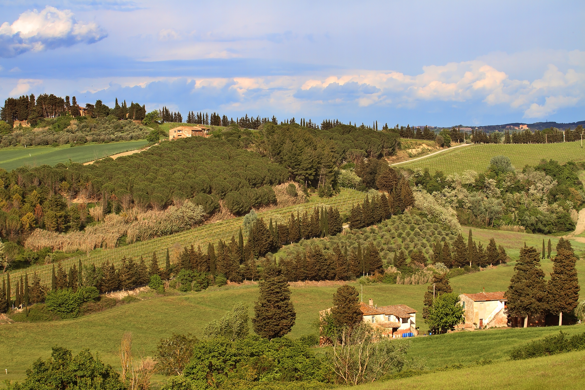 The Pecciolese campaign