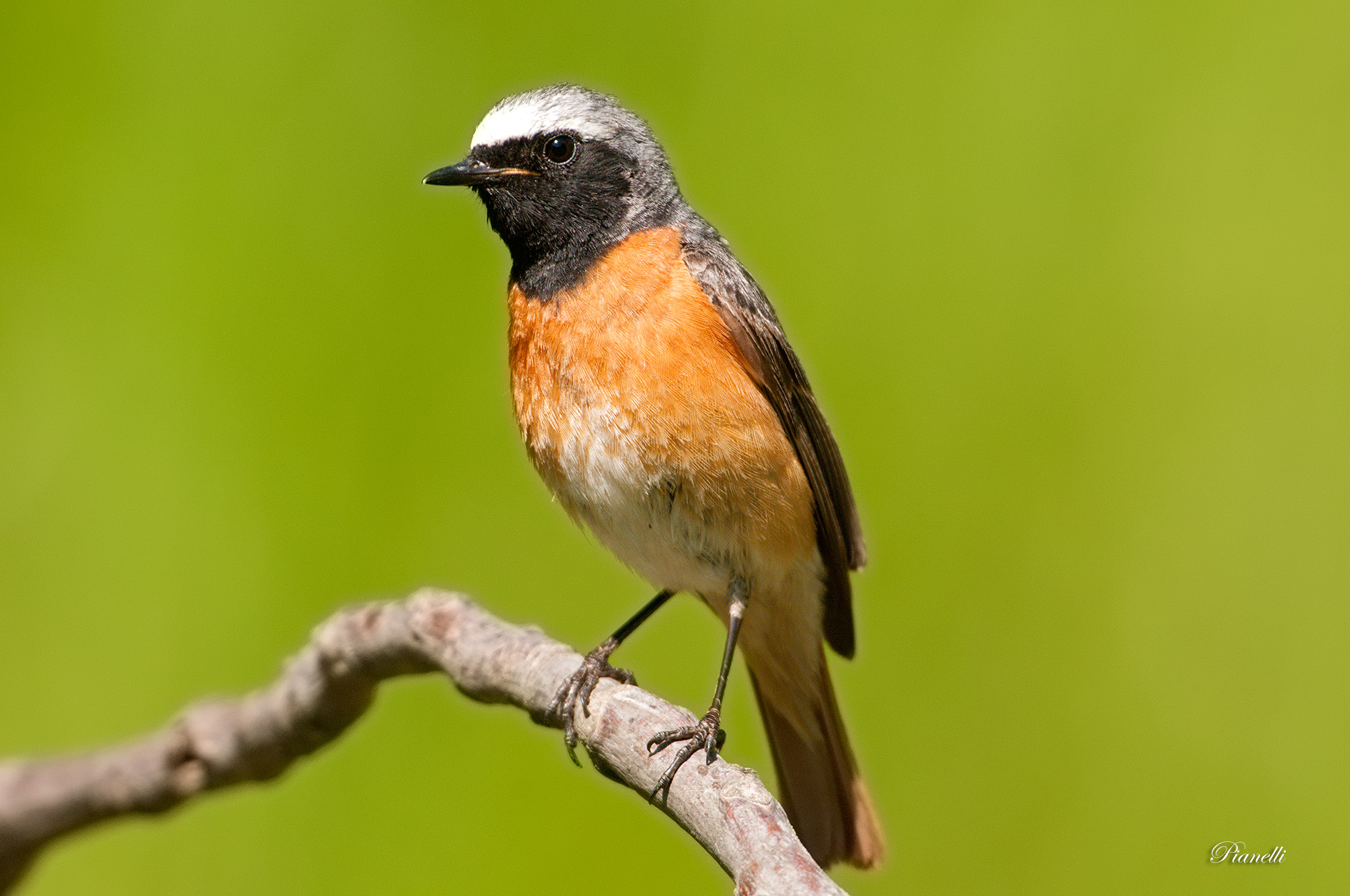 Black Redstart