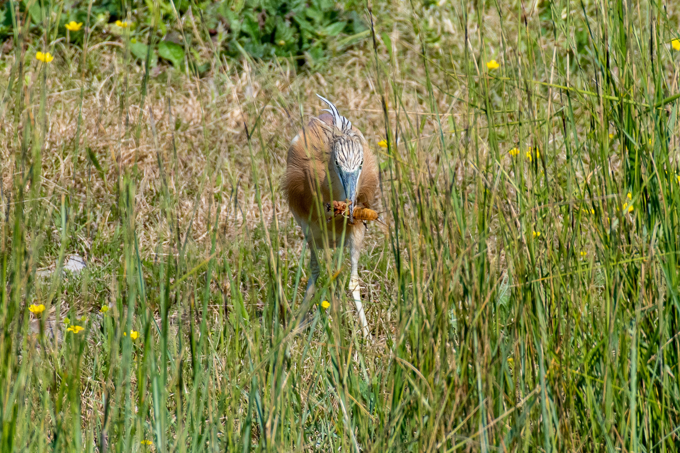 Sgarza sprig who eats a mole cricket