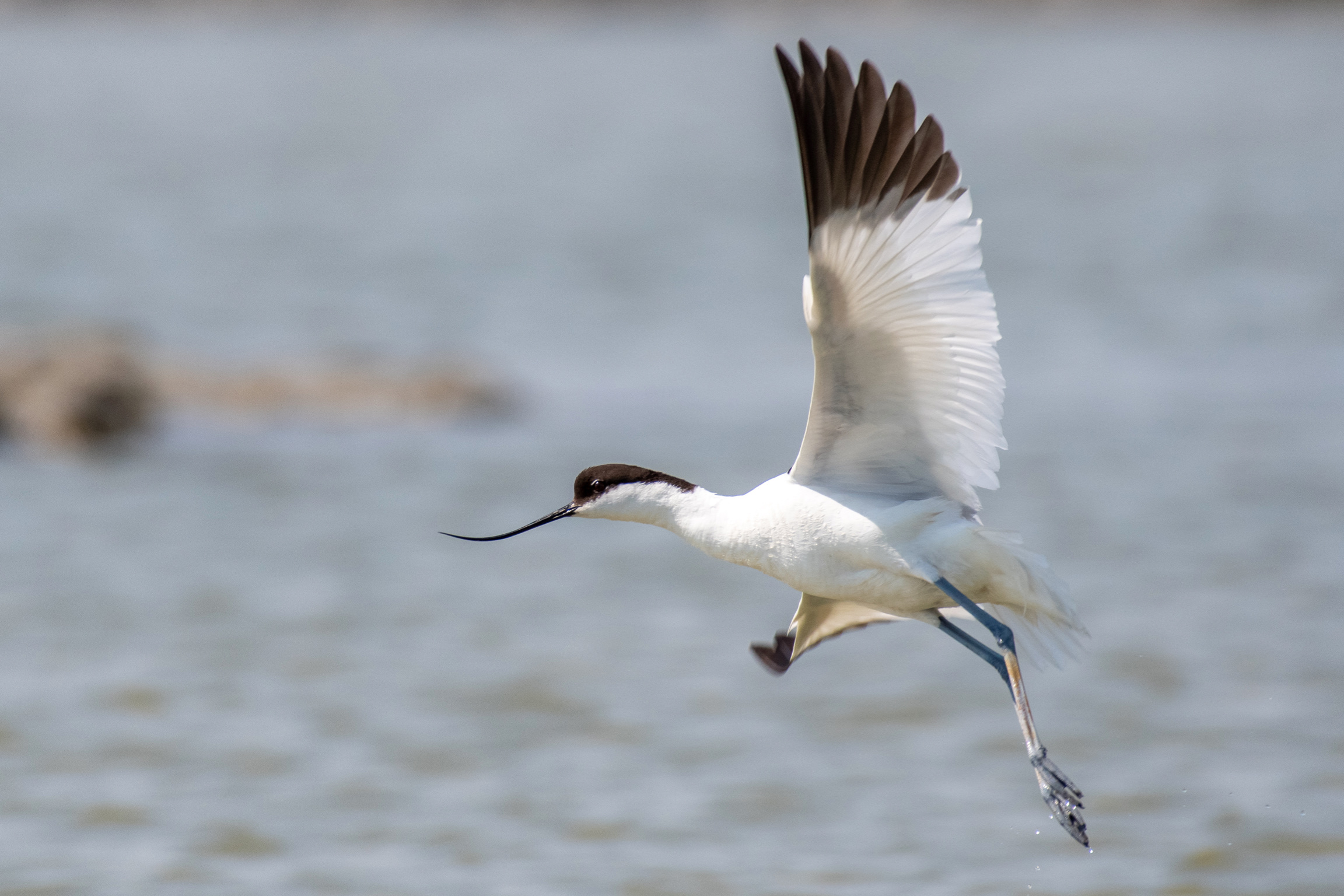 Avocet