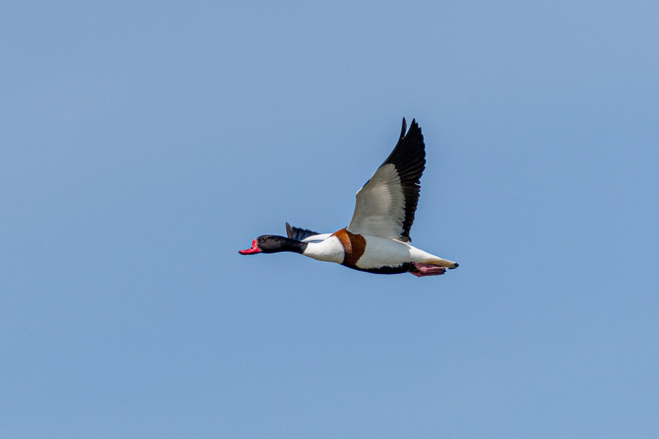 Common Shelduck