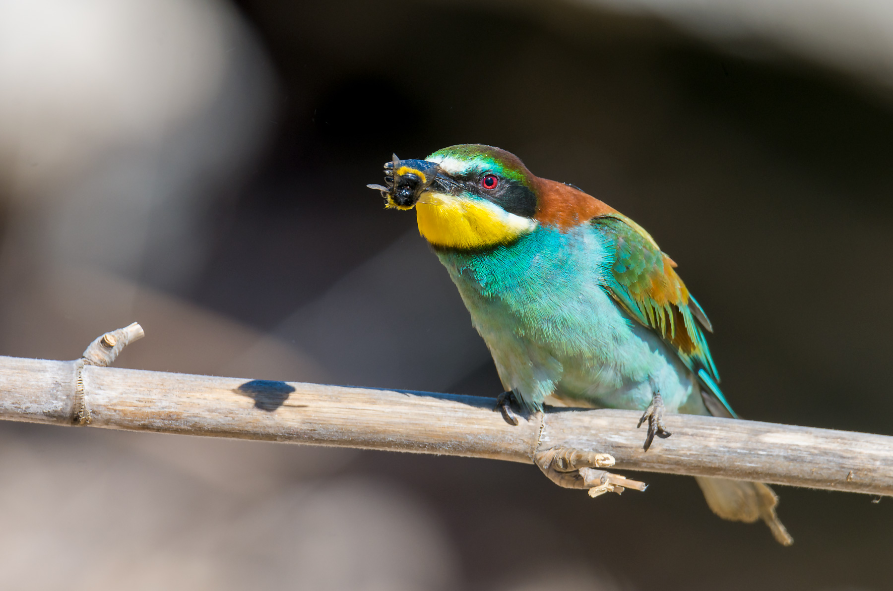 Bee-eater