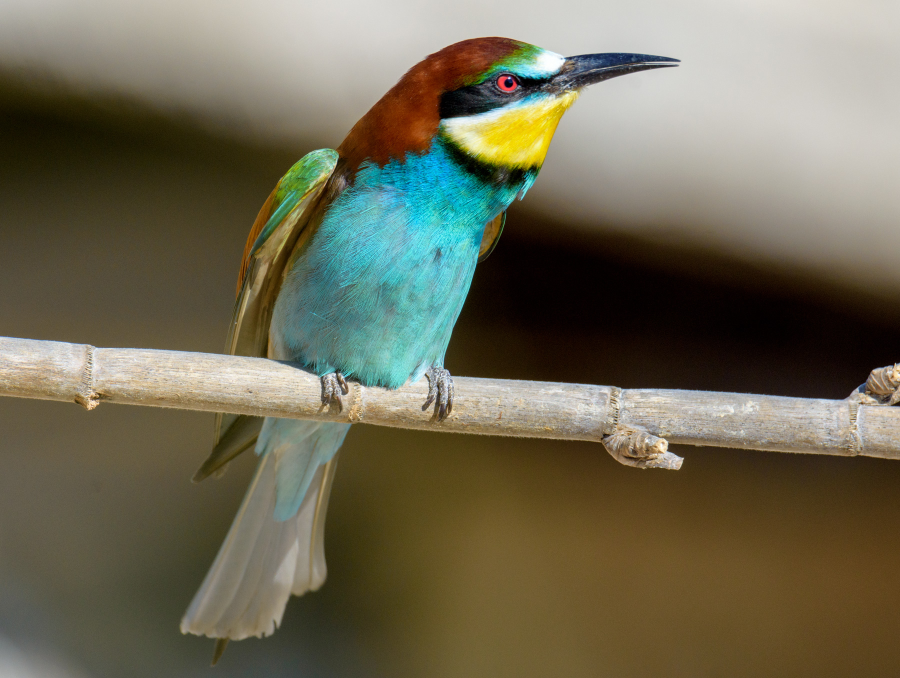 Bee-eater
