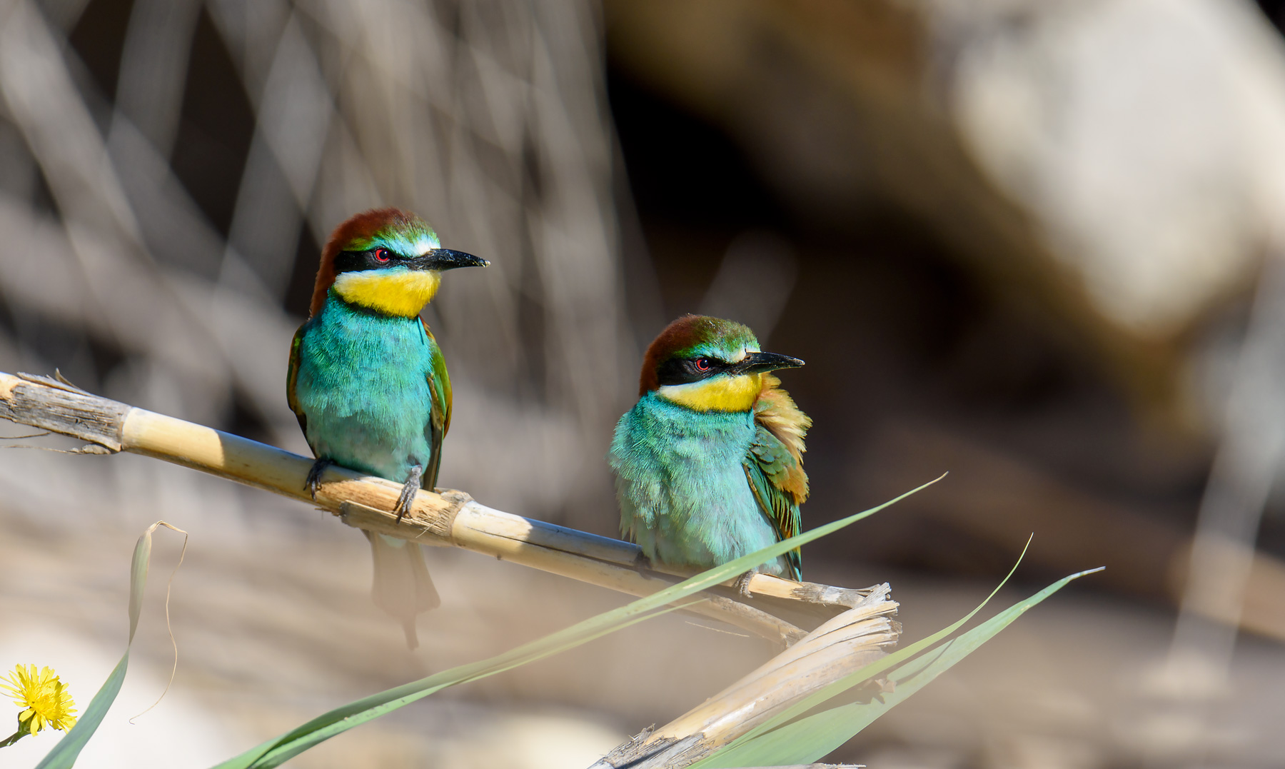 Bee-eater