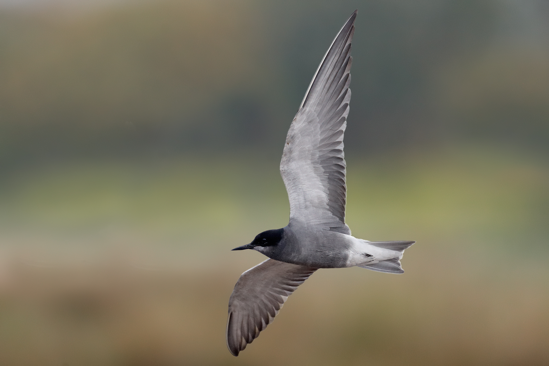 Common Little finger