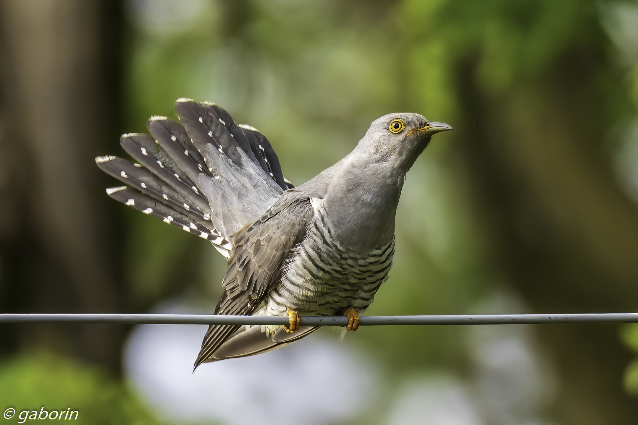 Cuckoo