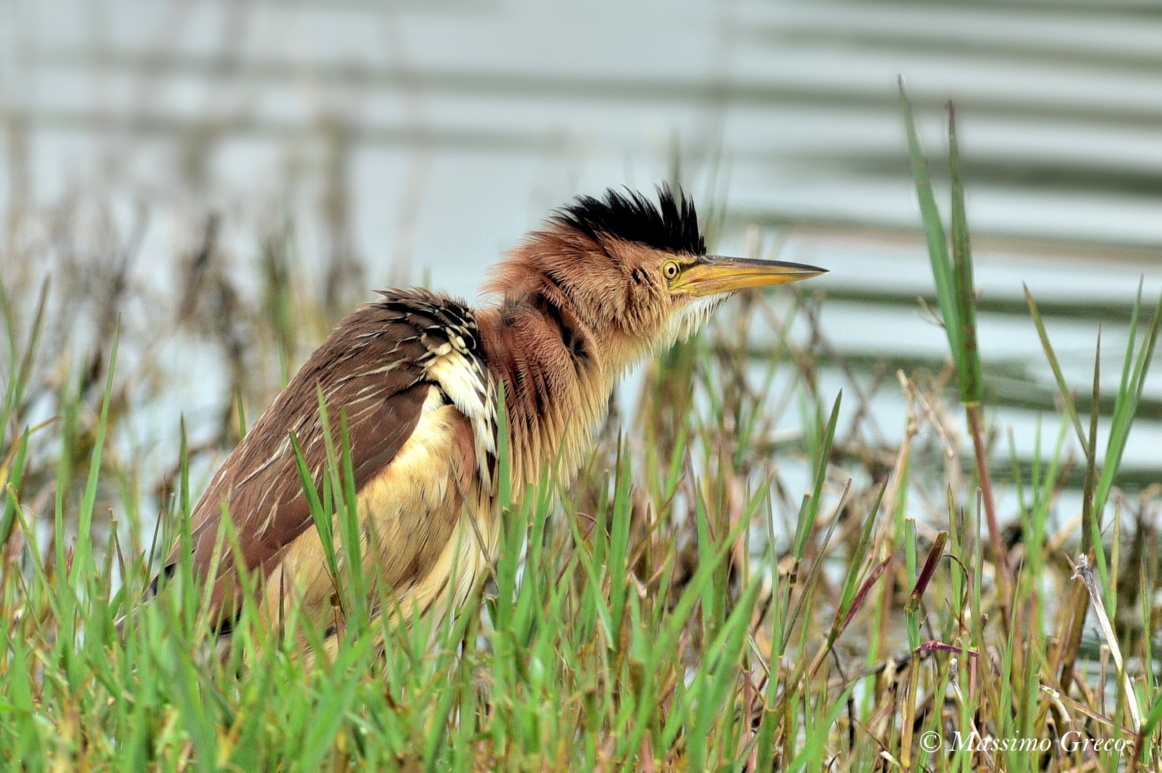 Tarabusino (Ixobrychus minutus)