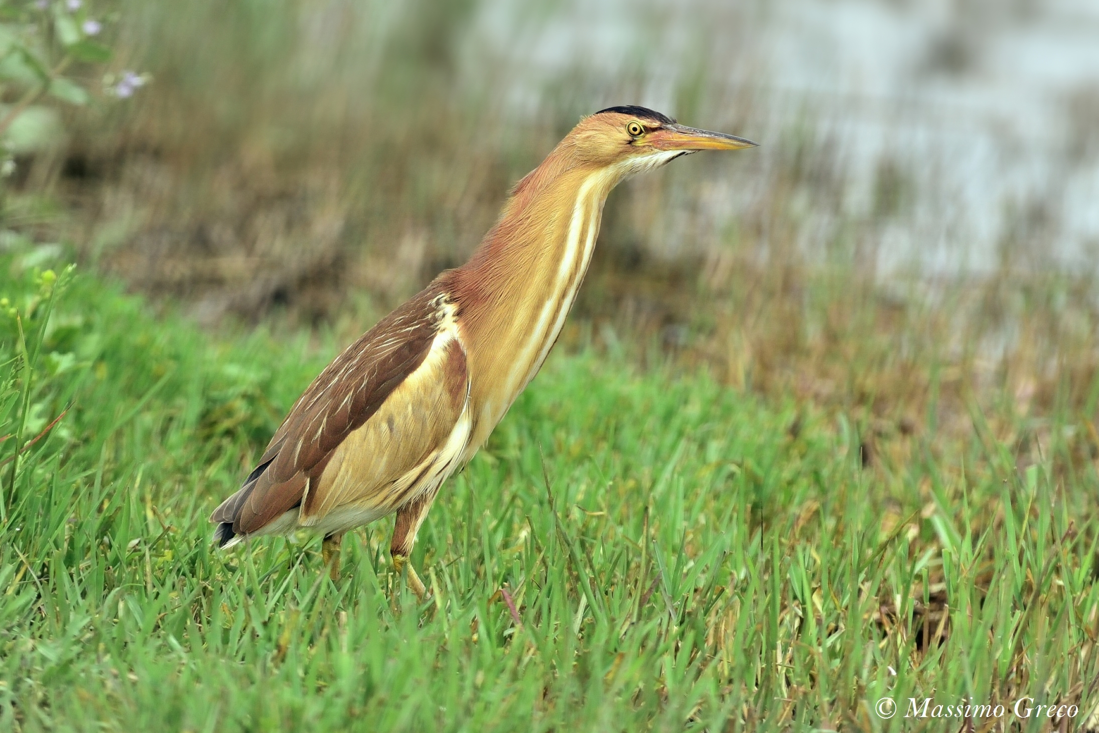 Tarabusino (Ixobrychus minutus)