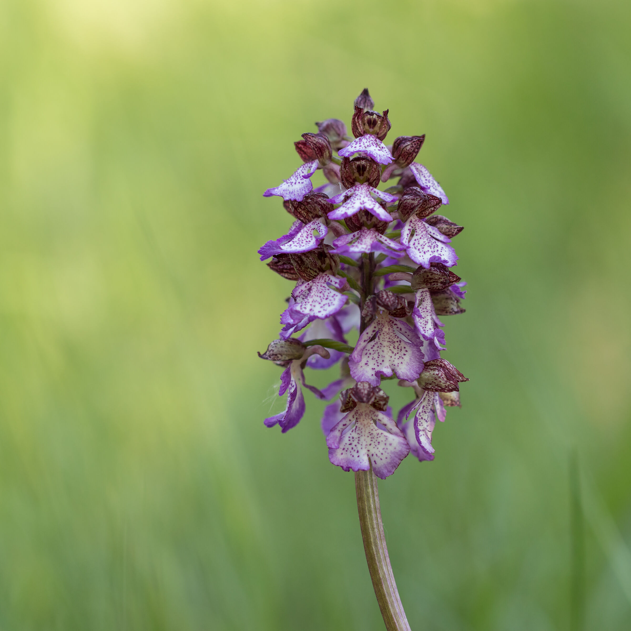 Orchis Purpurea