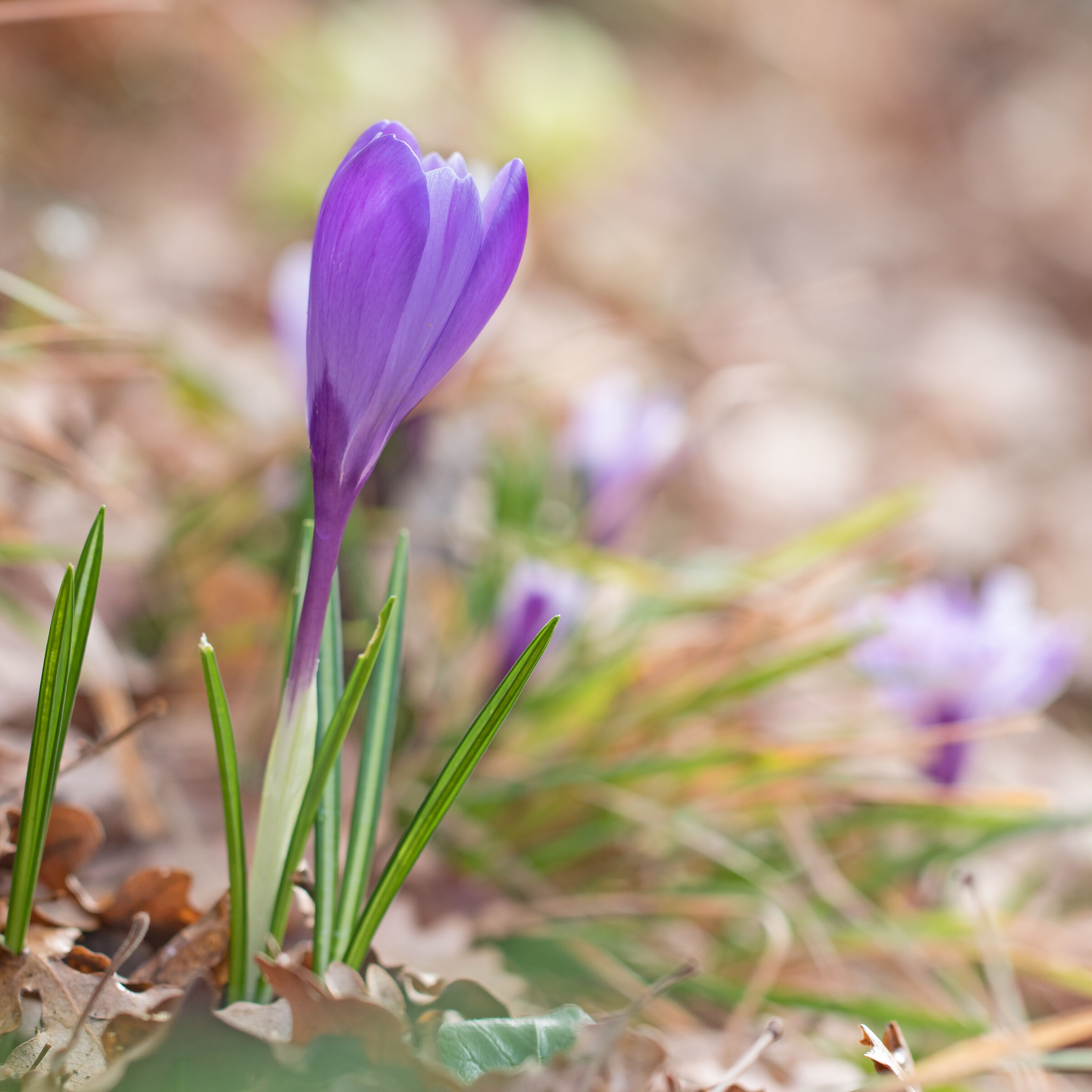 Crocus