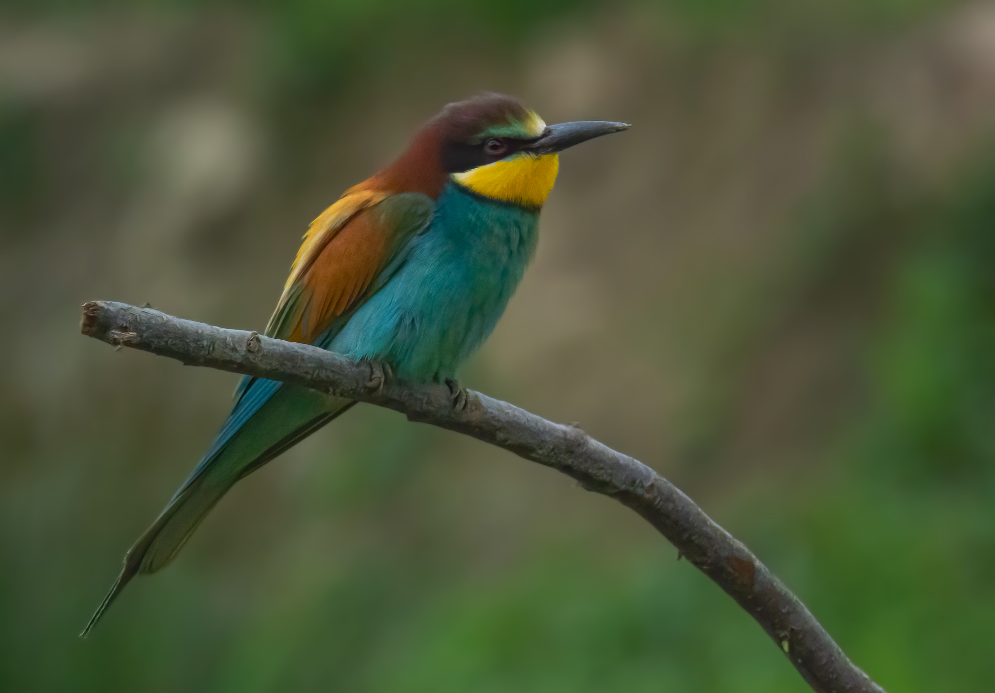 Bee-eater
