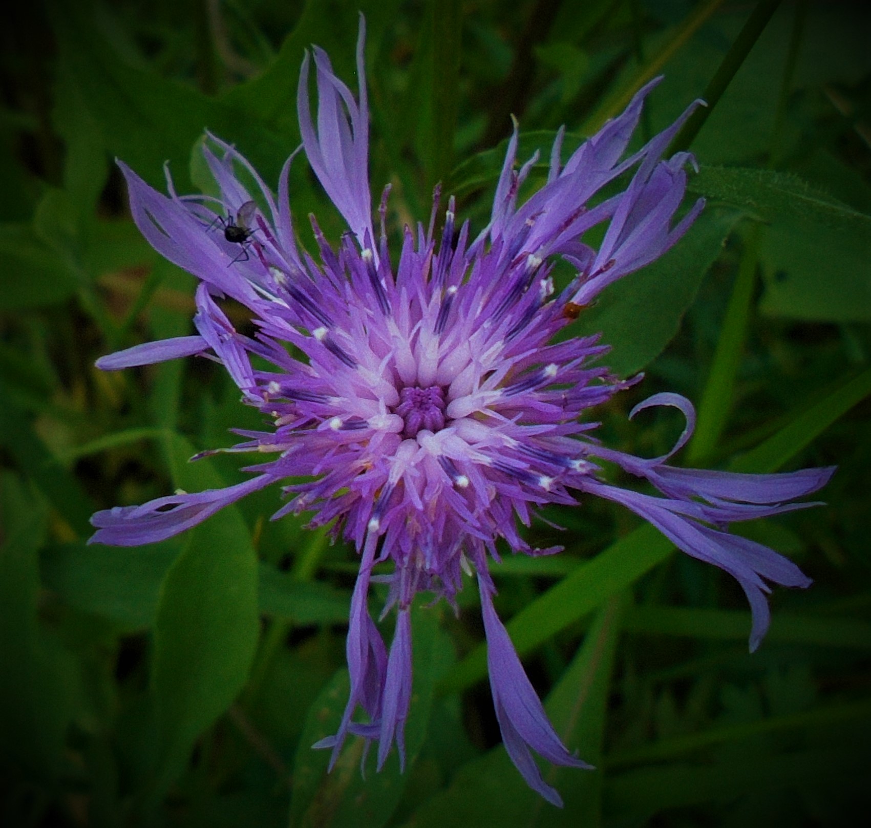 Flower with two insects