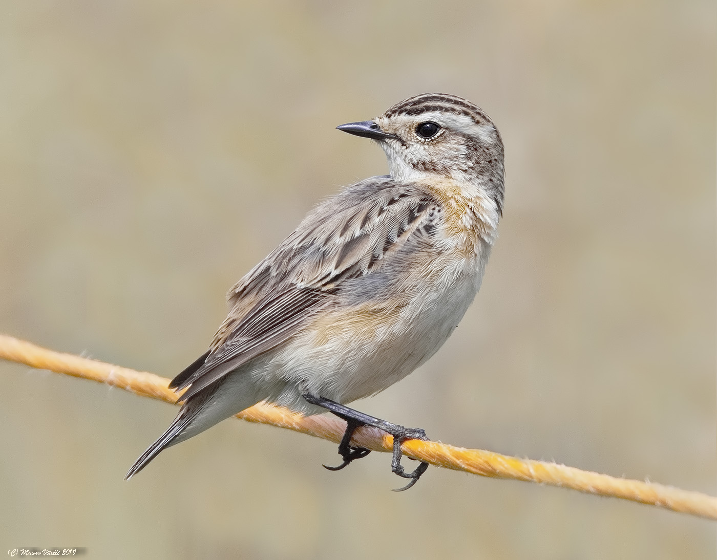 Whinchat (Saxicola Rubetra)