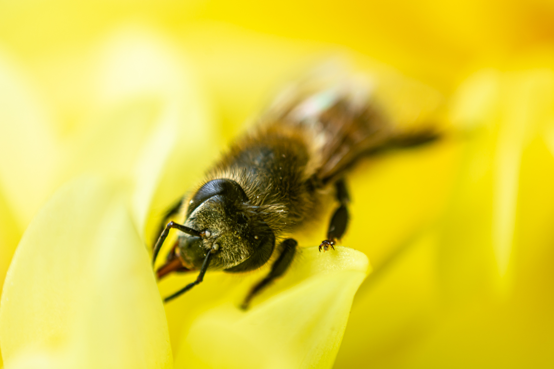 bee