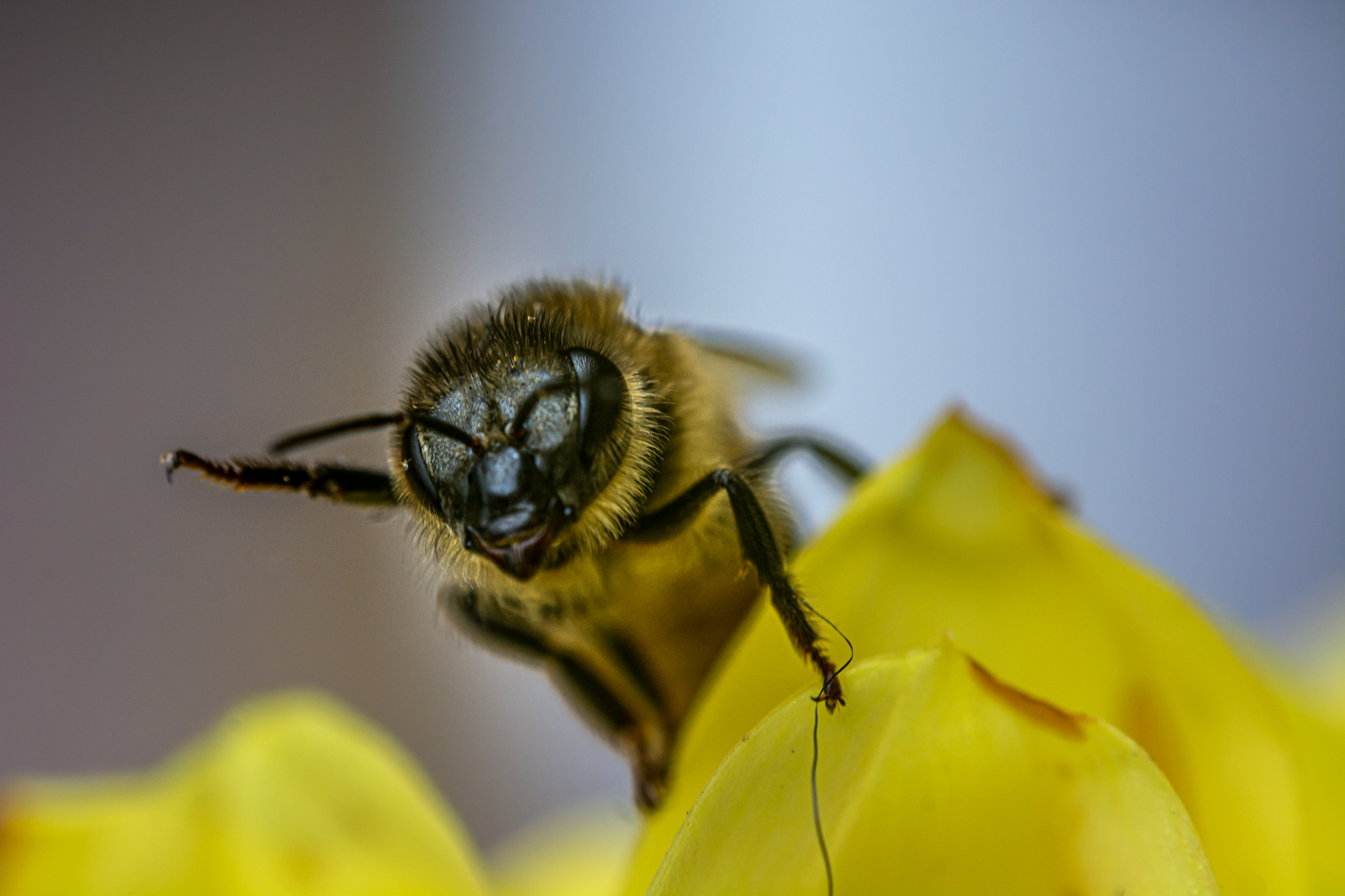 Bee