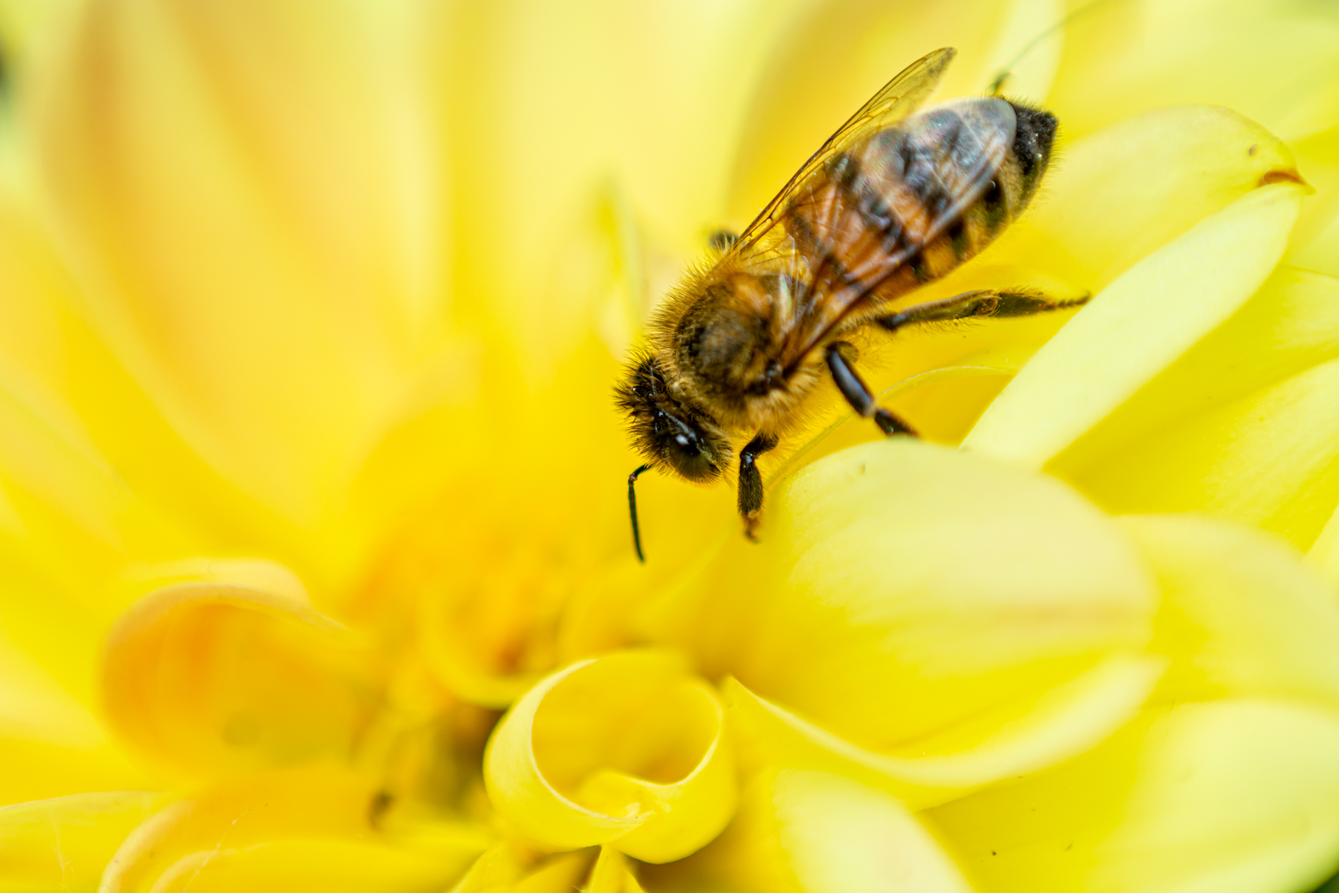 Bee