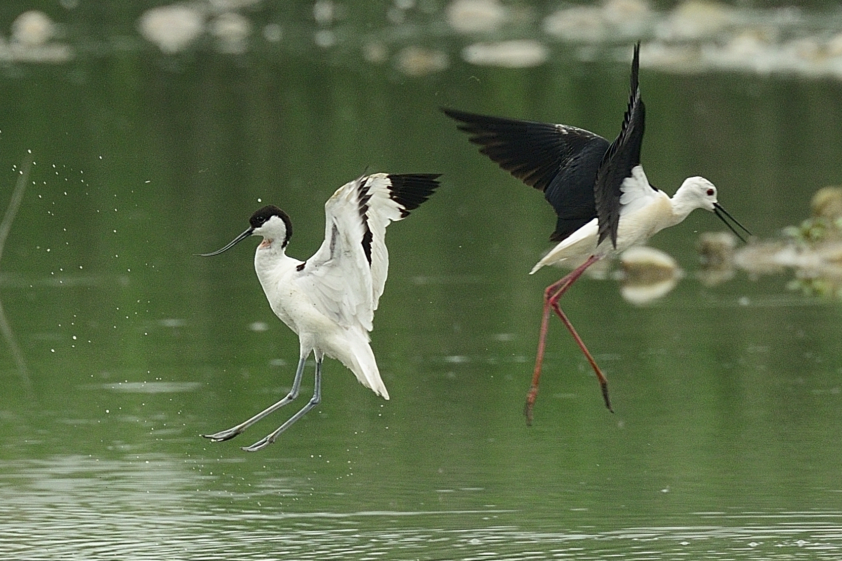 Beat.. Beaks Avocetta vs. Knight of Italy