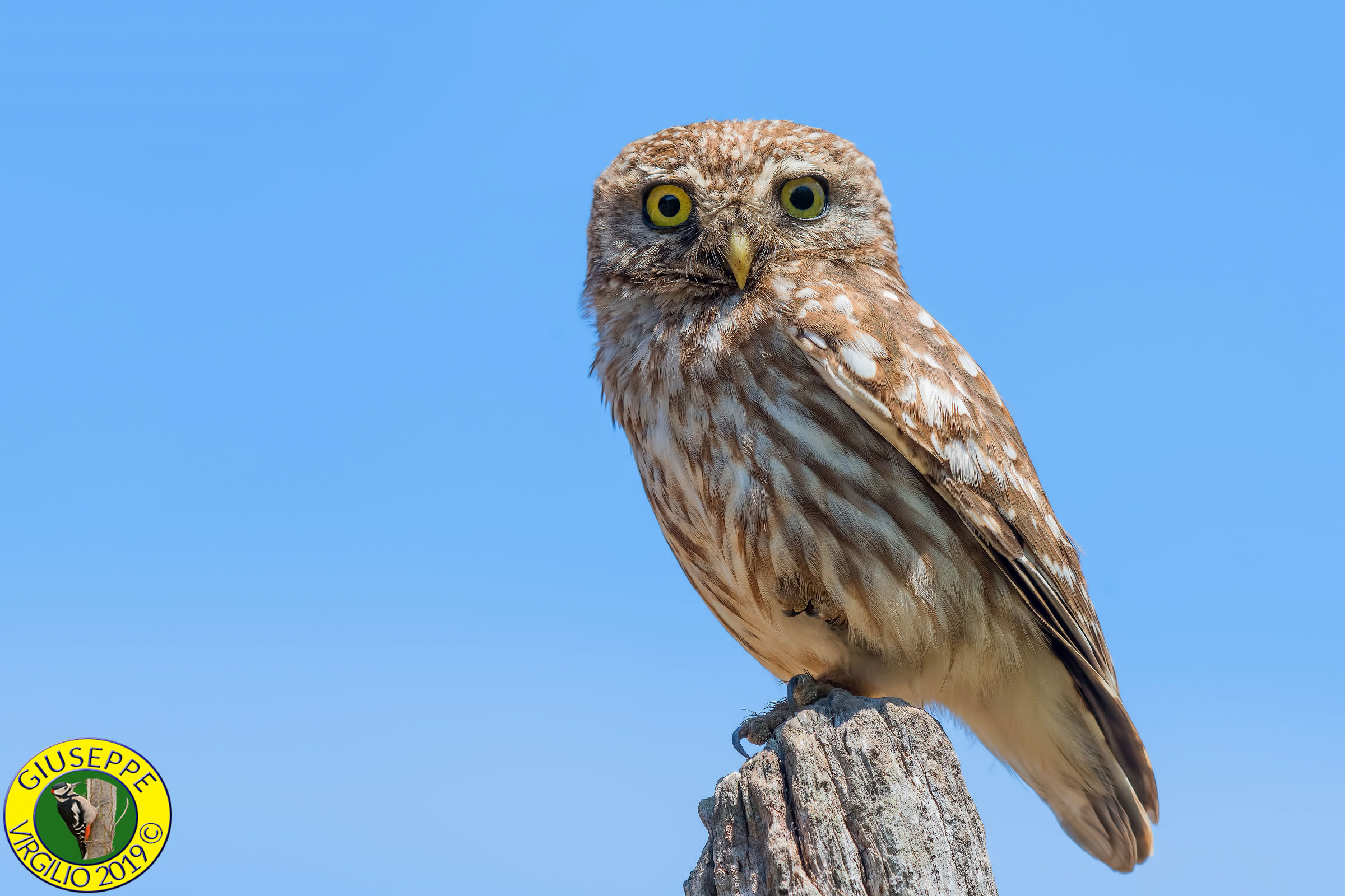 Civetta (Sardegna ) 2019