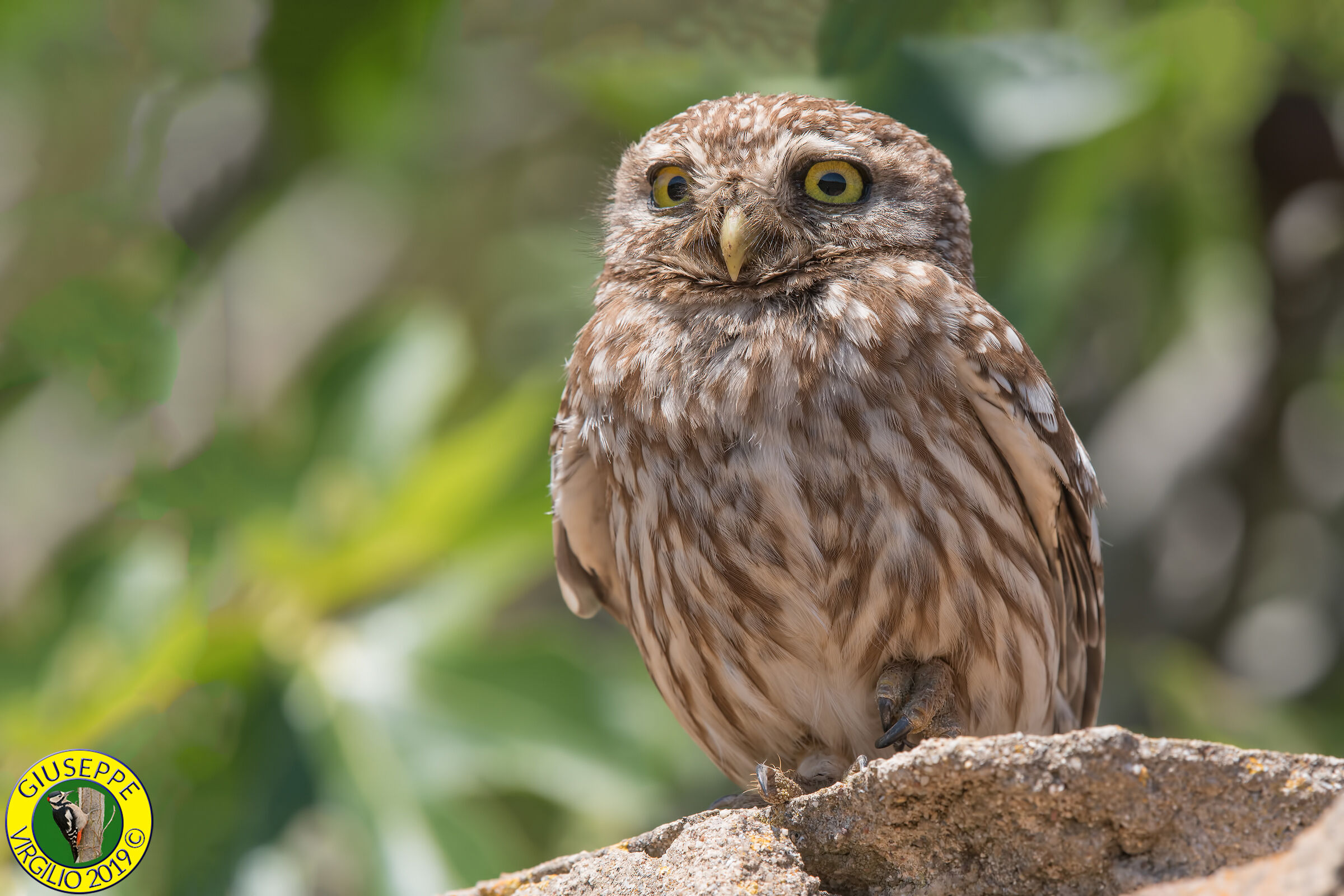 Civetta (Sardegna ) 2019